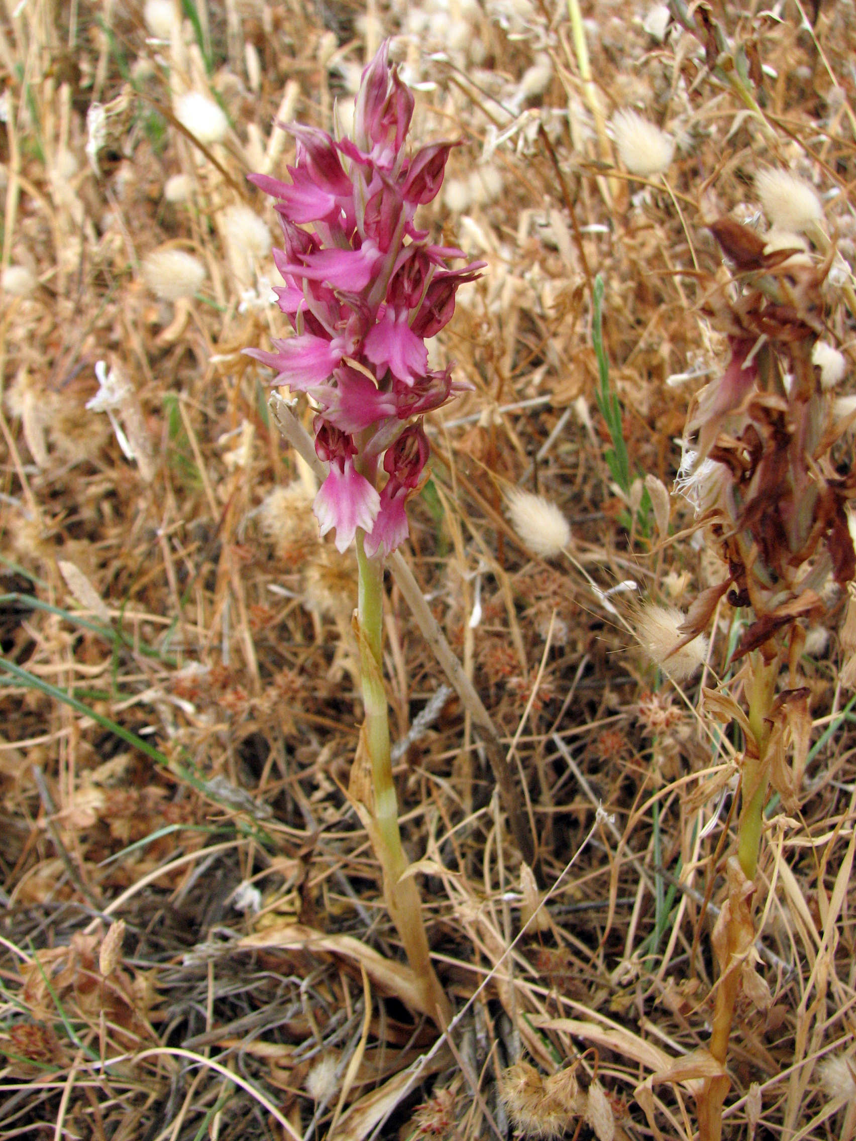 Heiliges Knabenkraut