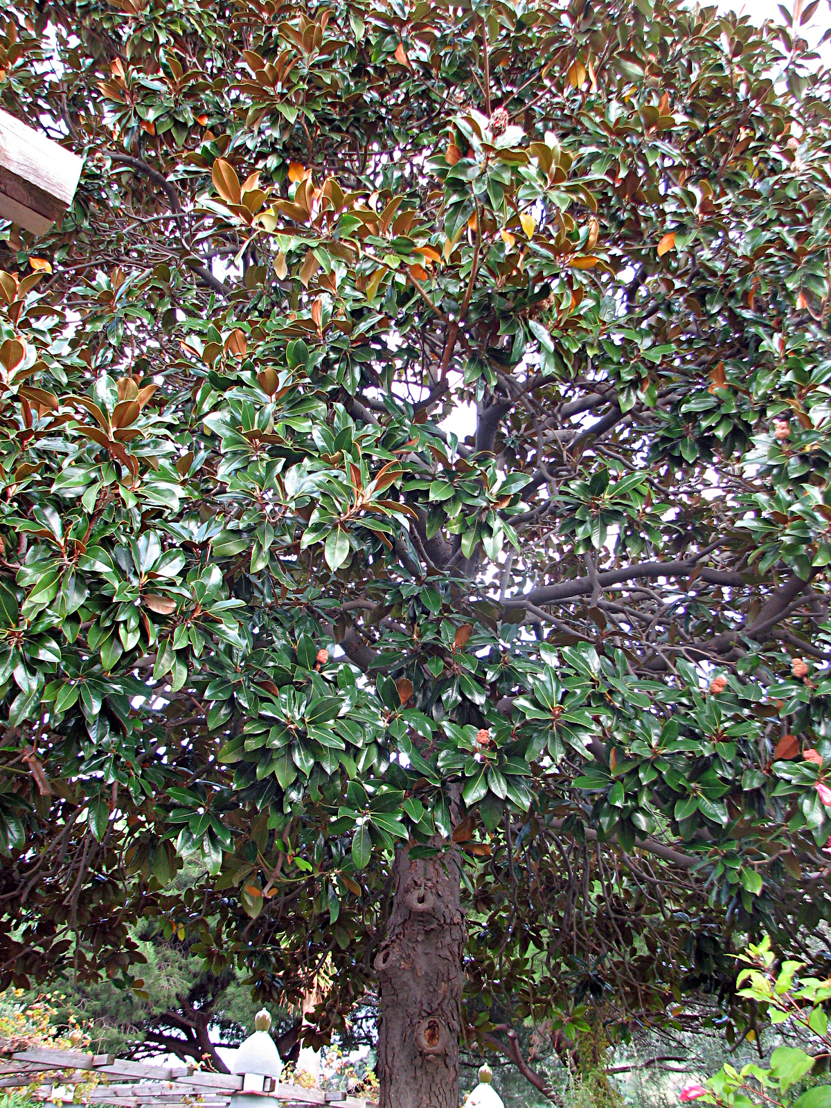 Immergrüne Magnolie