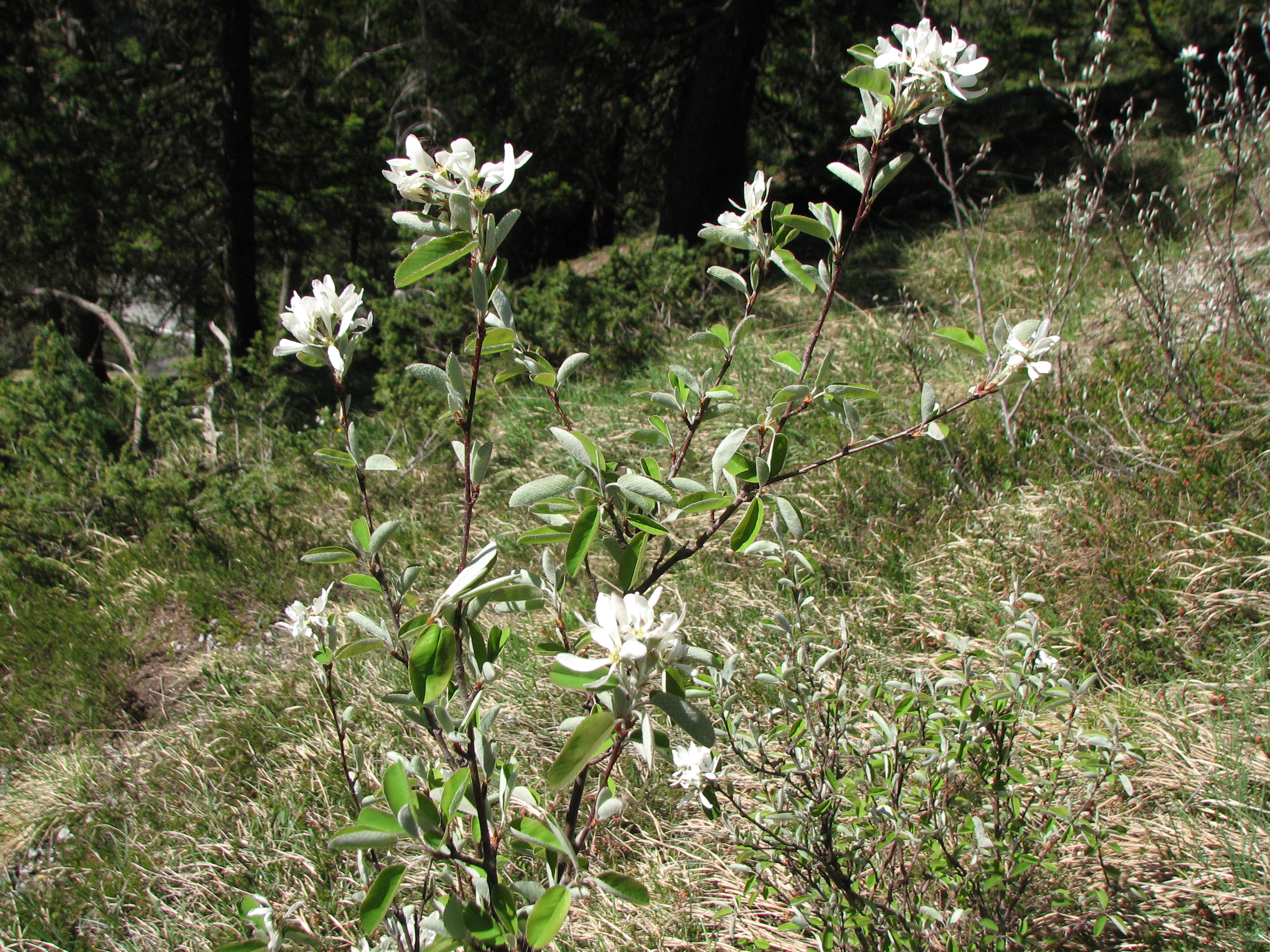 Gewöhnliche Felsenbirne