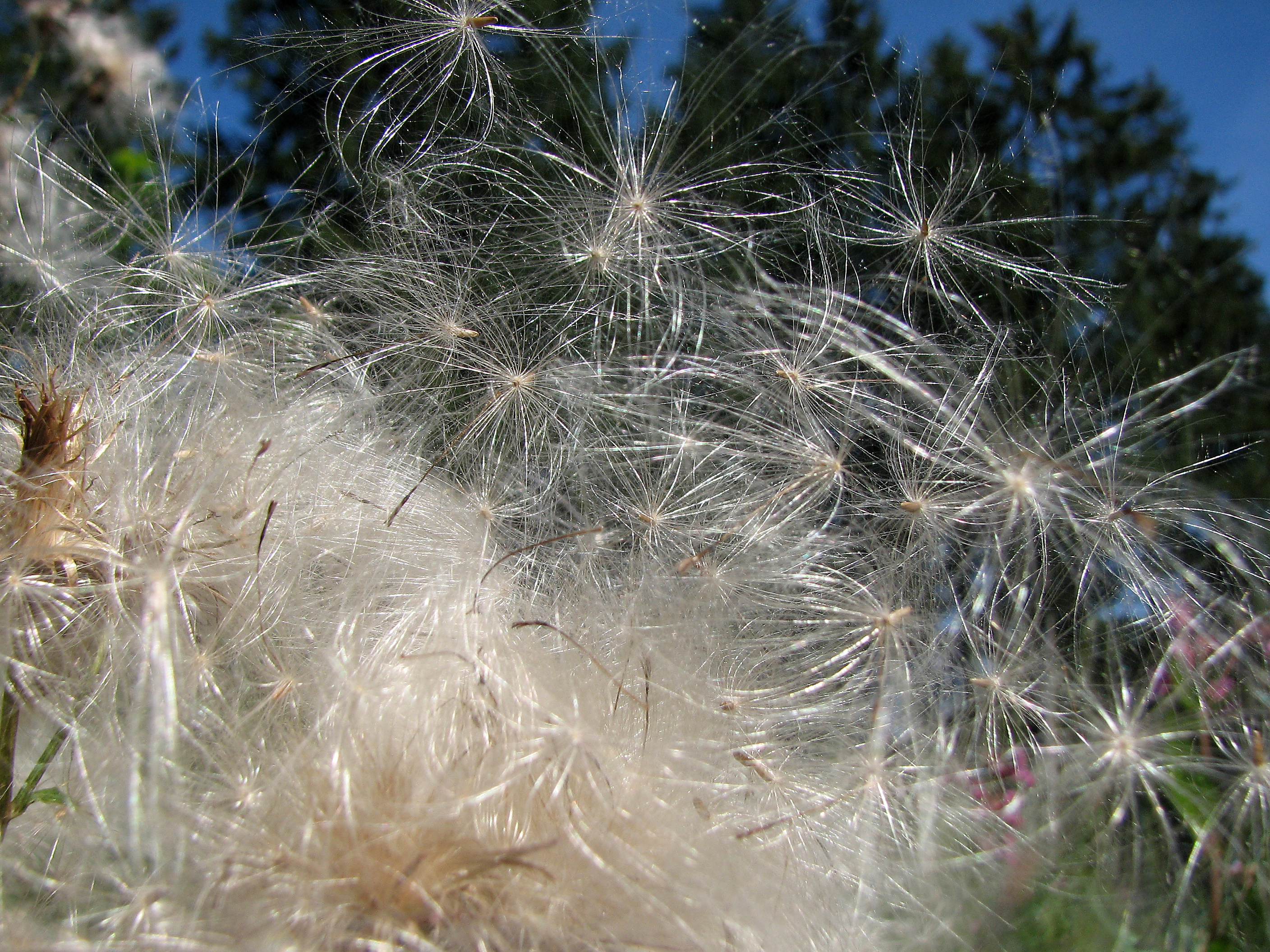 Ackerkratzdistel