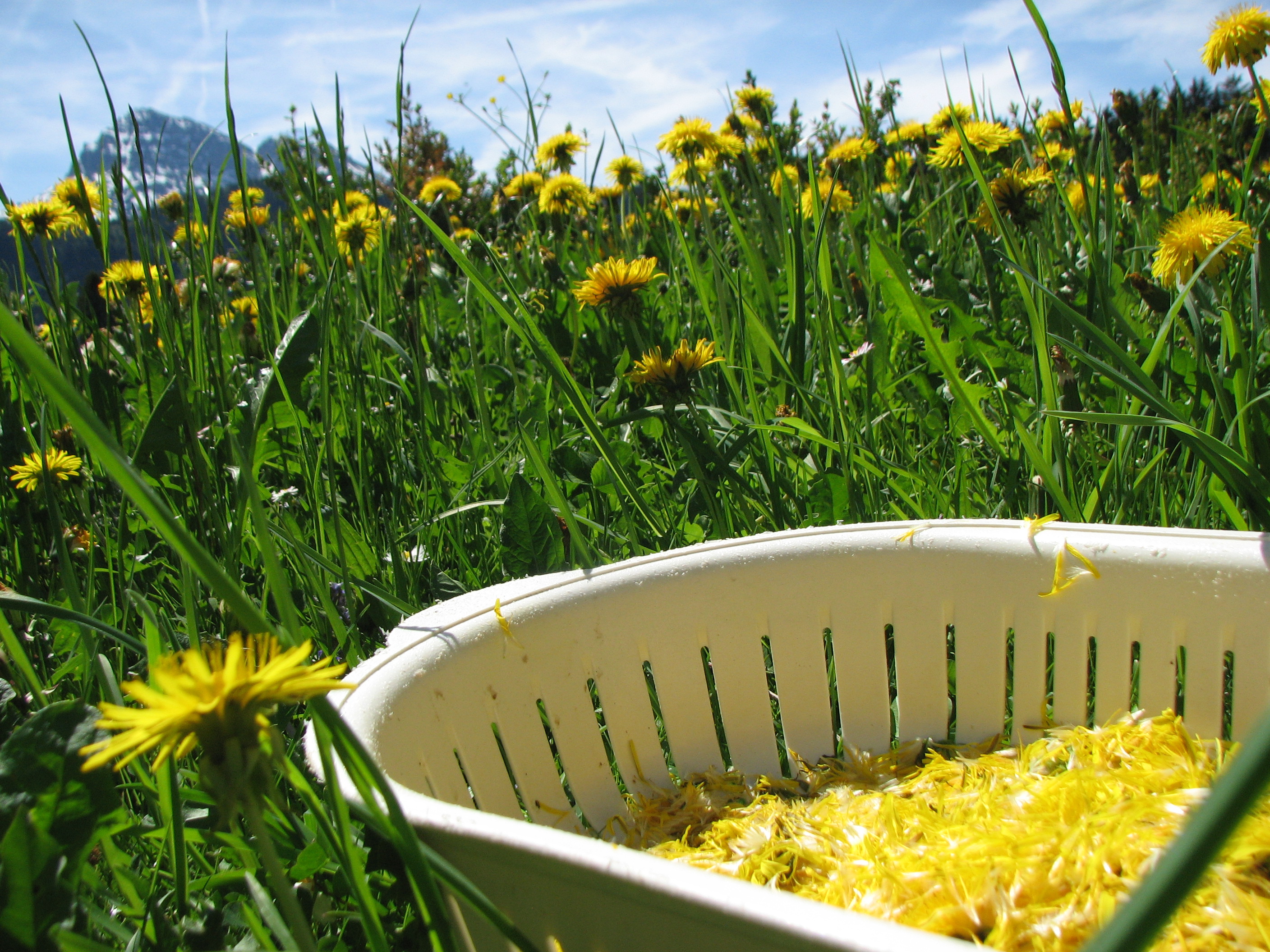Löwenzahnhonig, traditionell