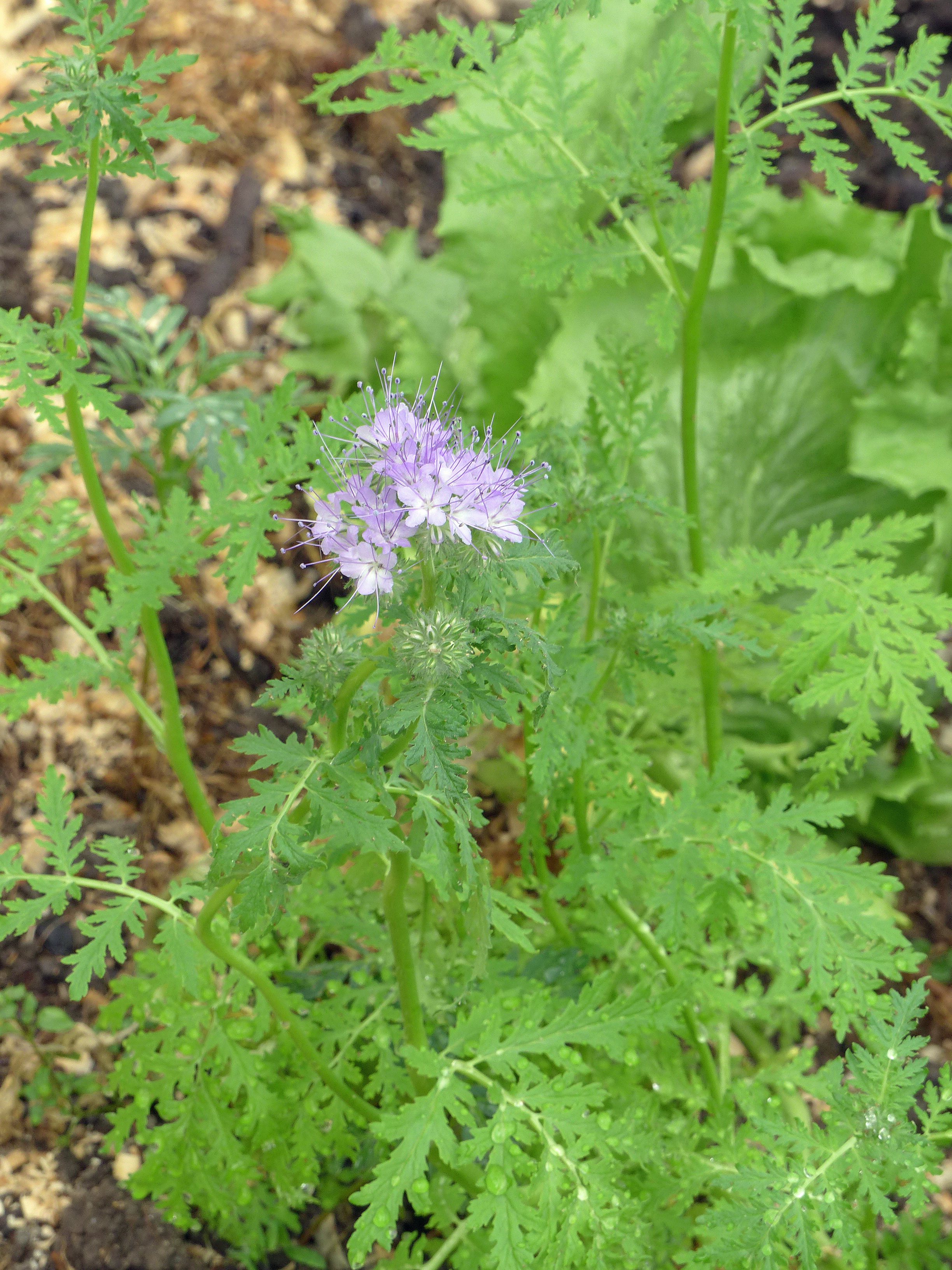 Phacelia