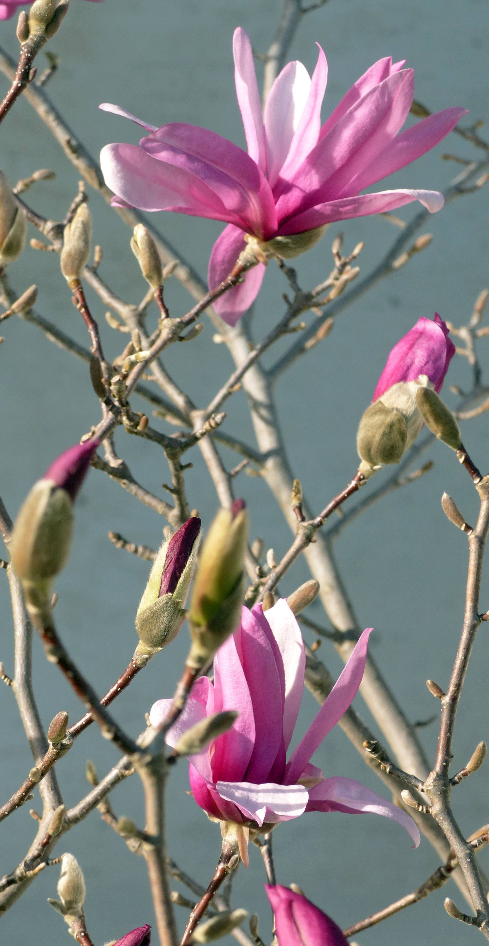 Purpurmagnolie