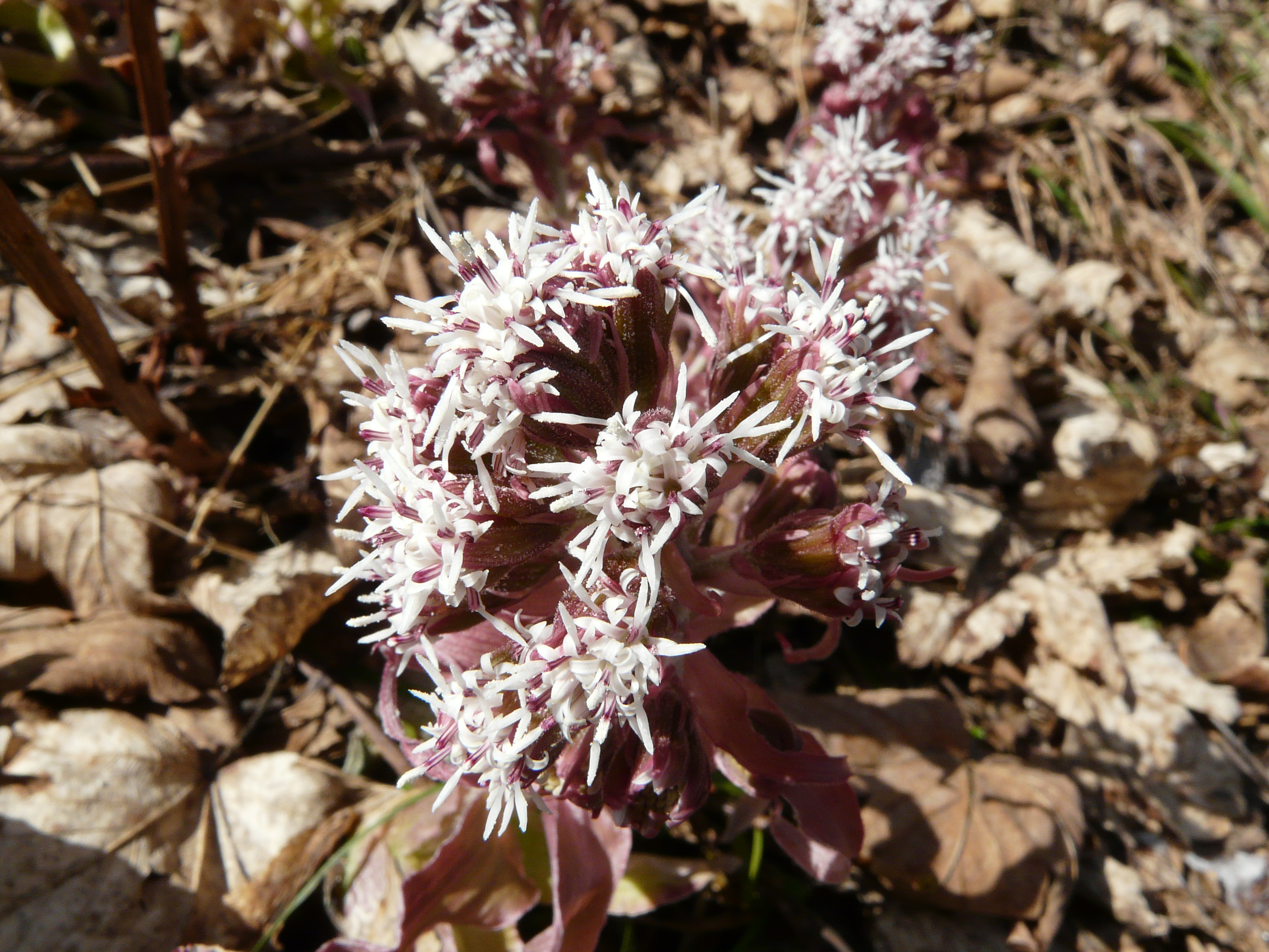 Gewöhnliche Pestwurz