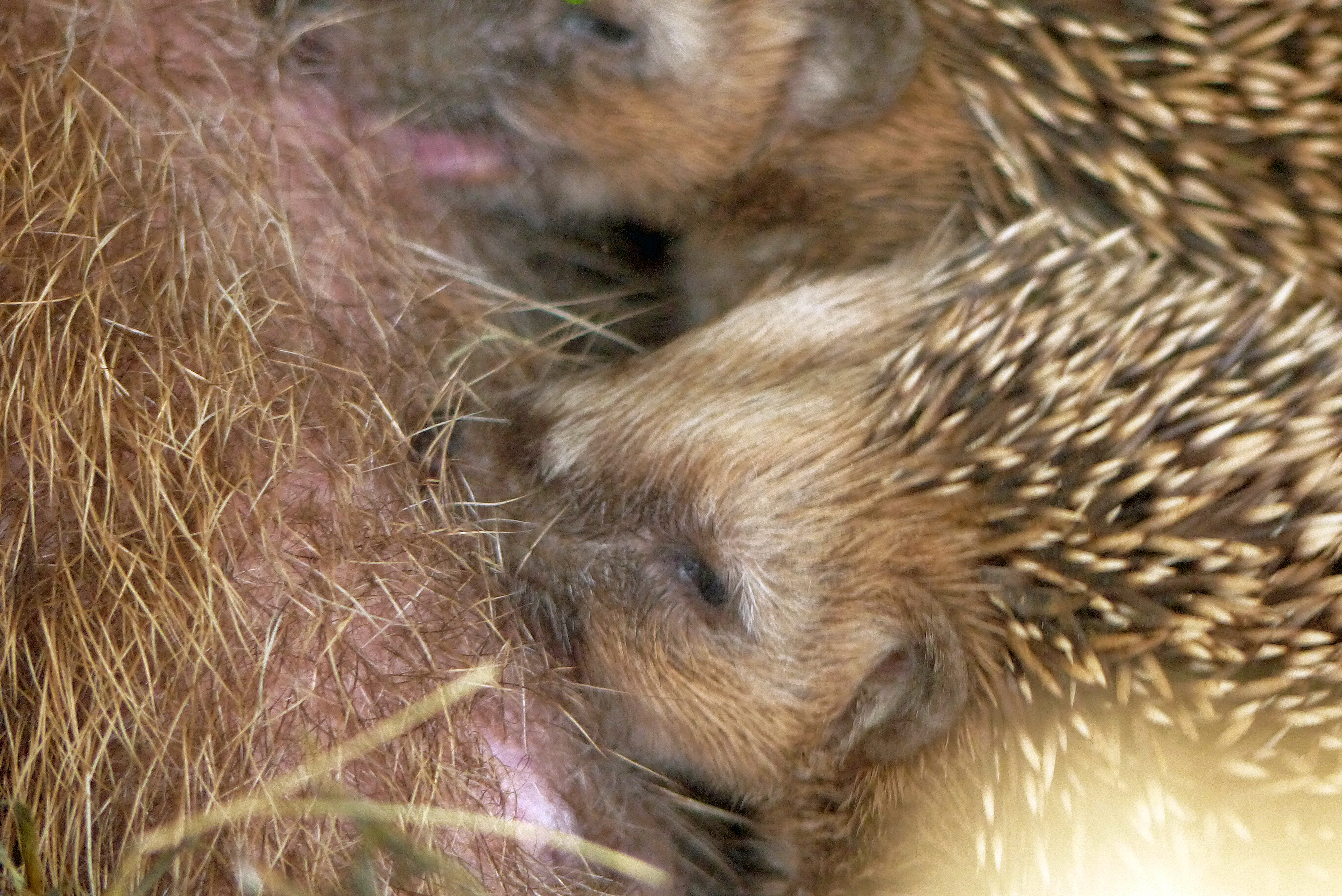 <p>Wenn die Igelmutter erst Ende August / Anfangs September wirft, brauchen sie und ihre Kleinen Zufütterung, um den Winter (Winterschlaf) zu überleben.</p>