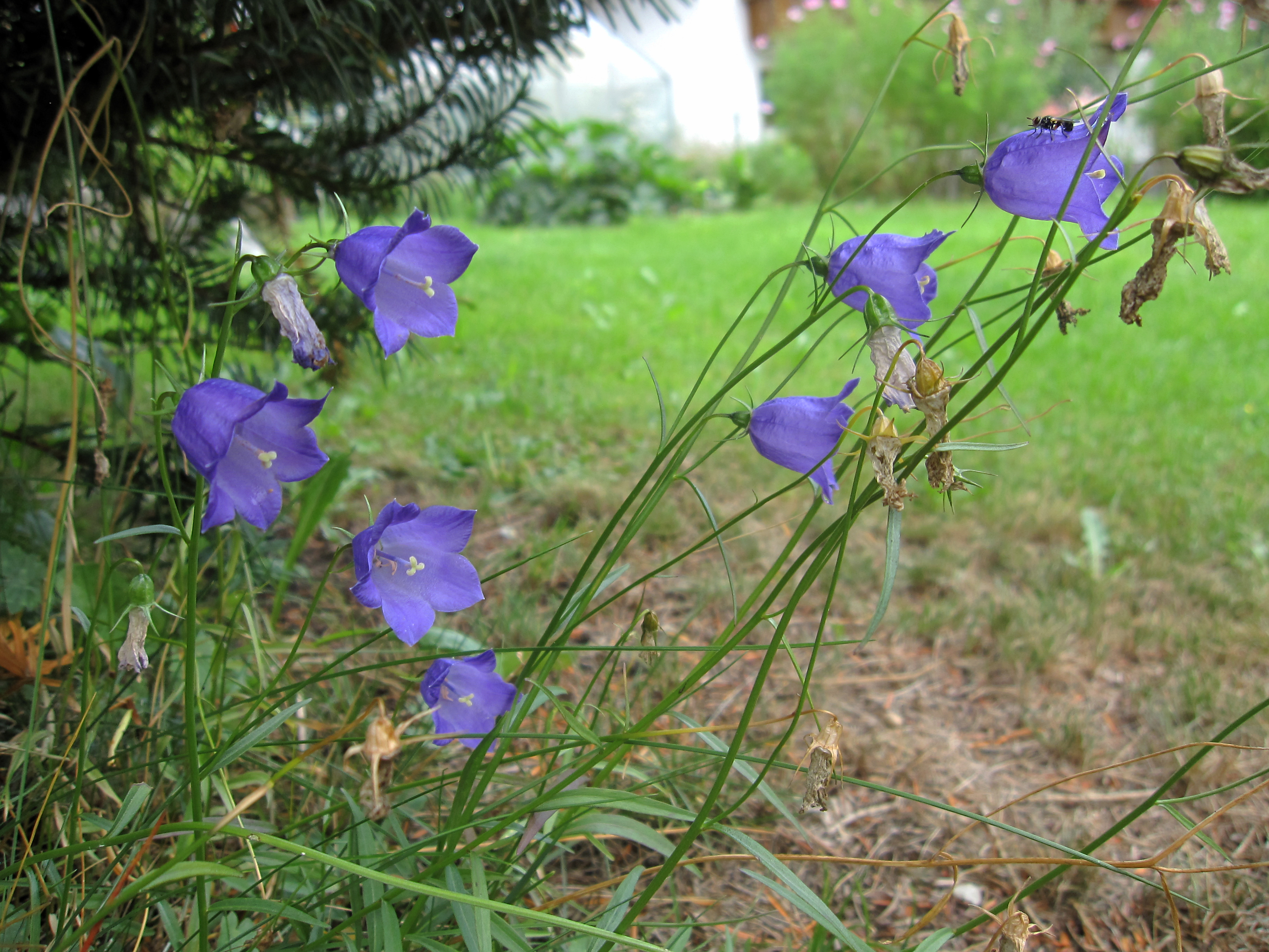 Scheuchzers Glockenblume