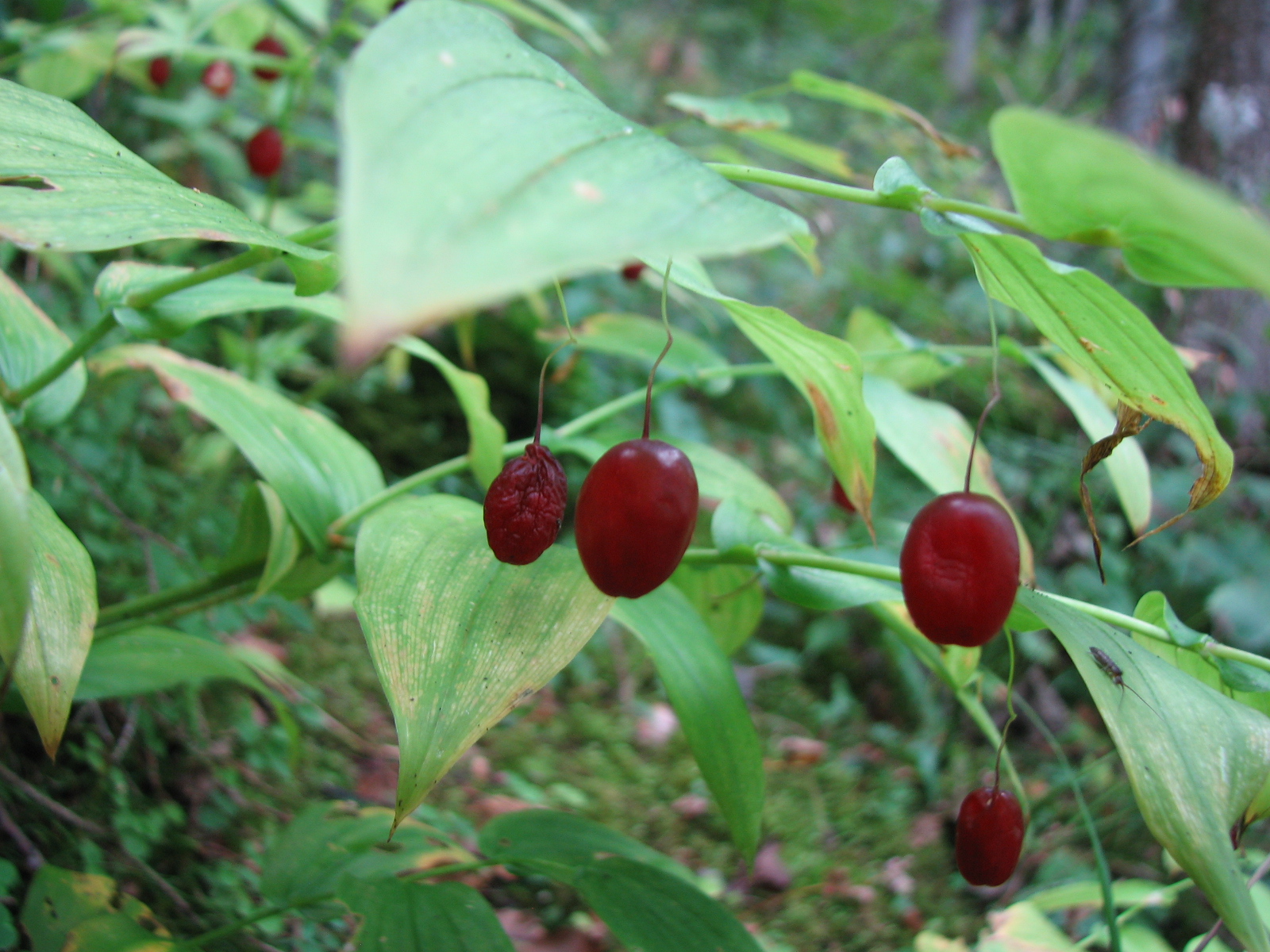 Stängelumfassender Knotenfuß