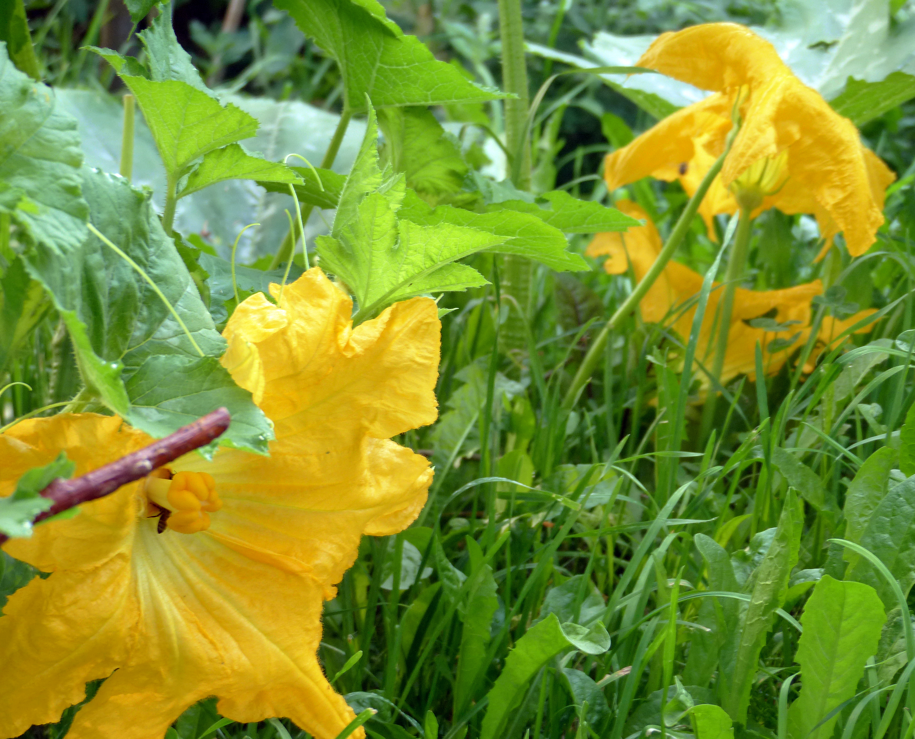 Zucchiniblüten, gefüllte