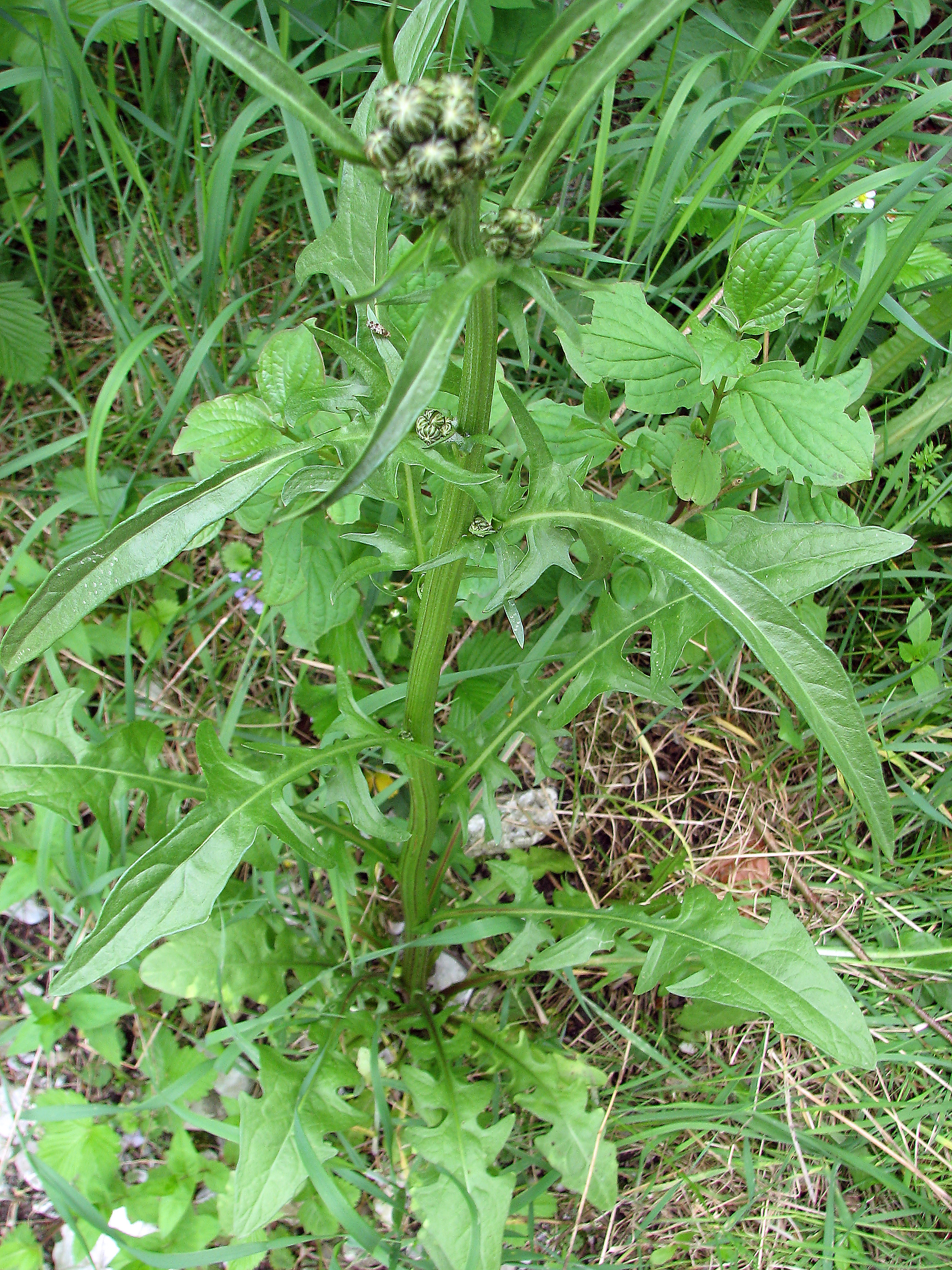 Wiesenpippau