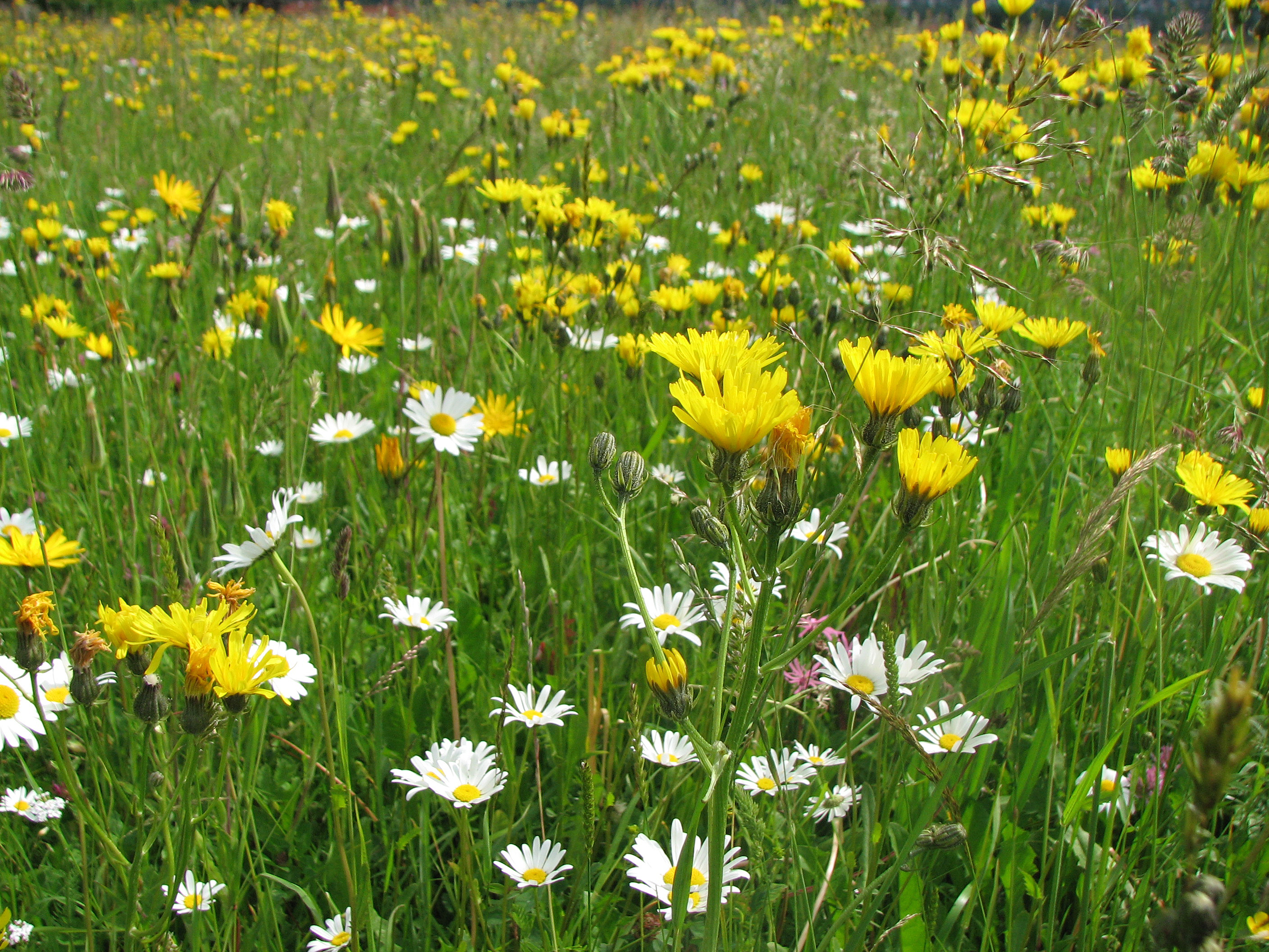 Wiesenpippau