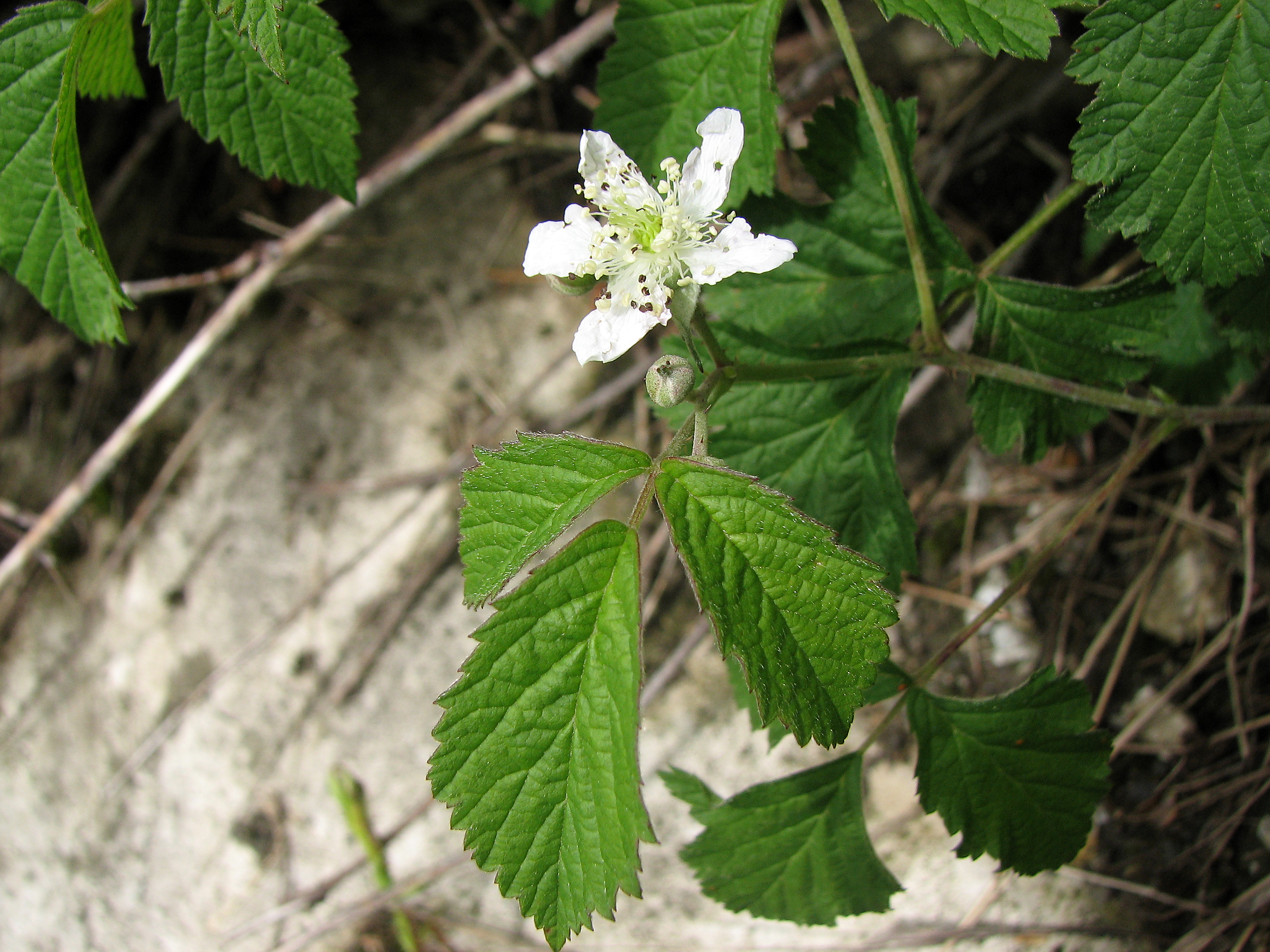Brombeere