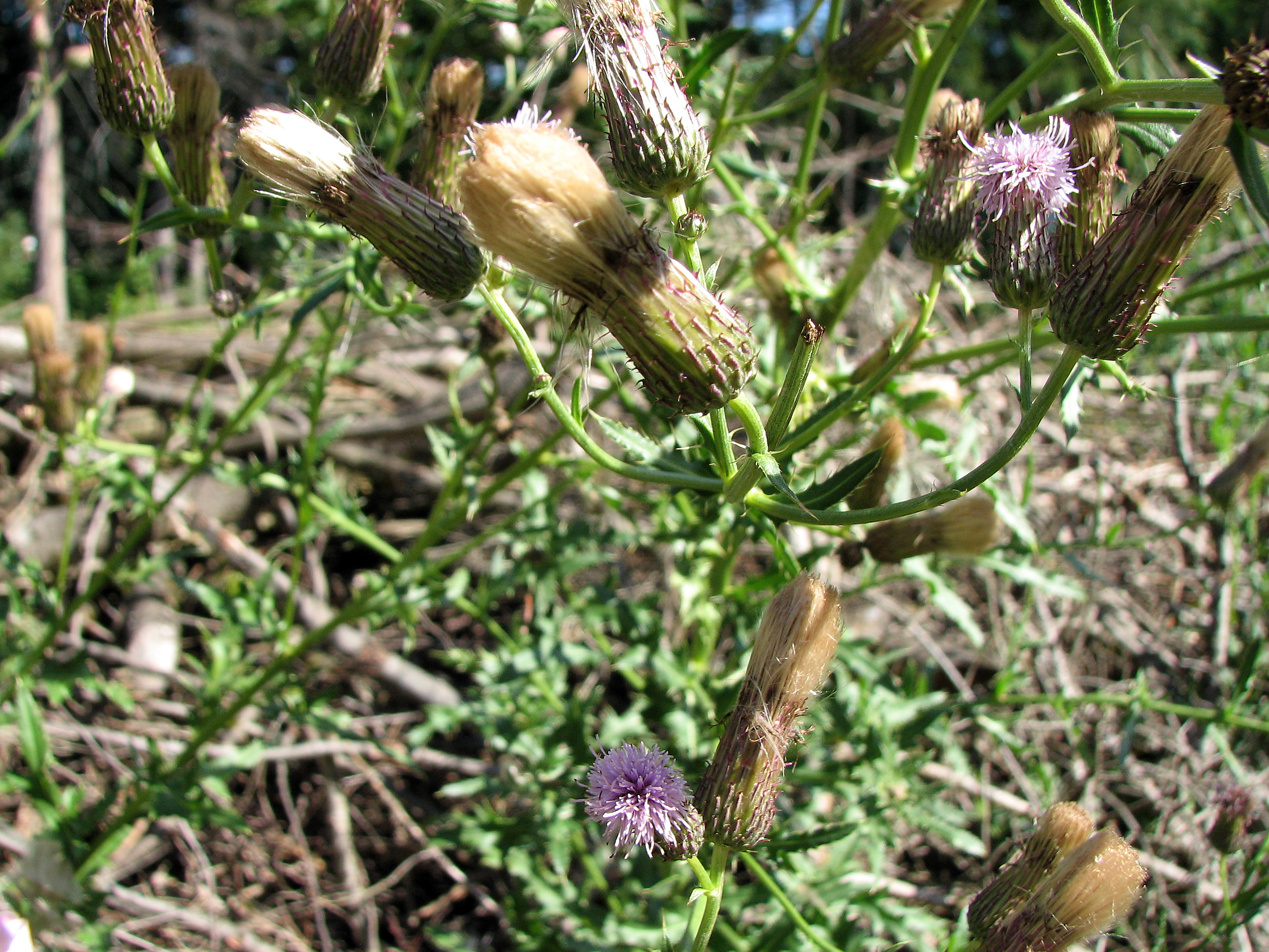 Ackerkratzdistel
