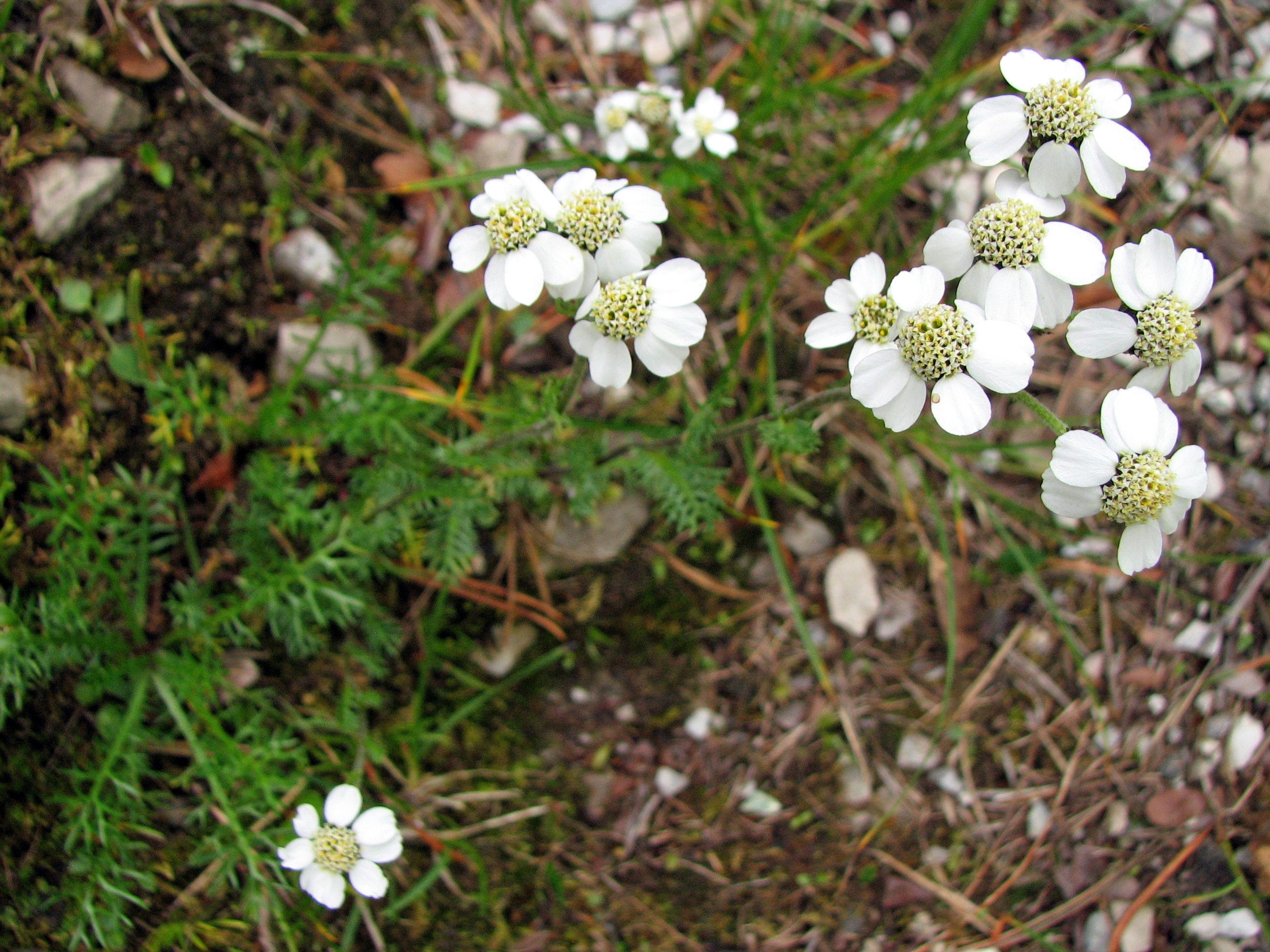 <p>Duftende "Jochschafgarbe" = Moschus-Schafgarbe</p>