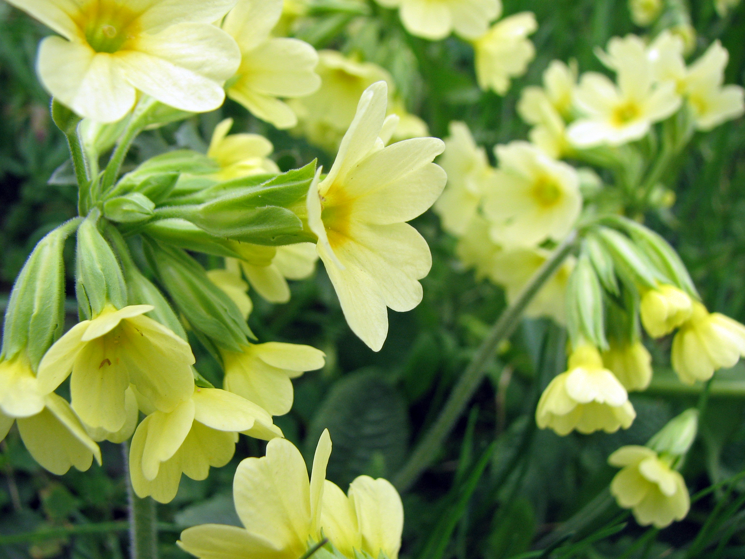 Hohe Schlüsselblume