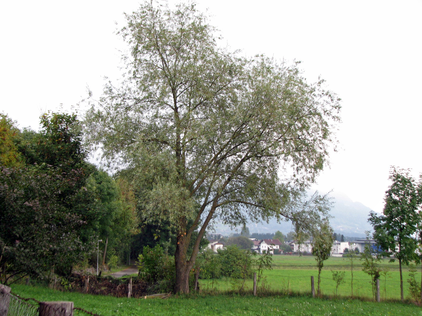 Silberweide - Kopfweide