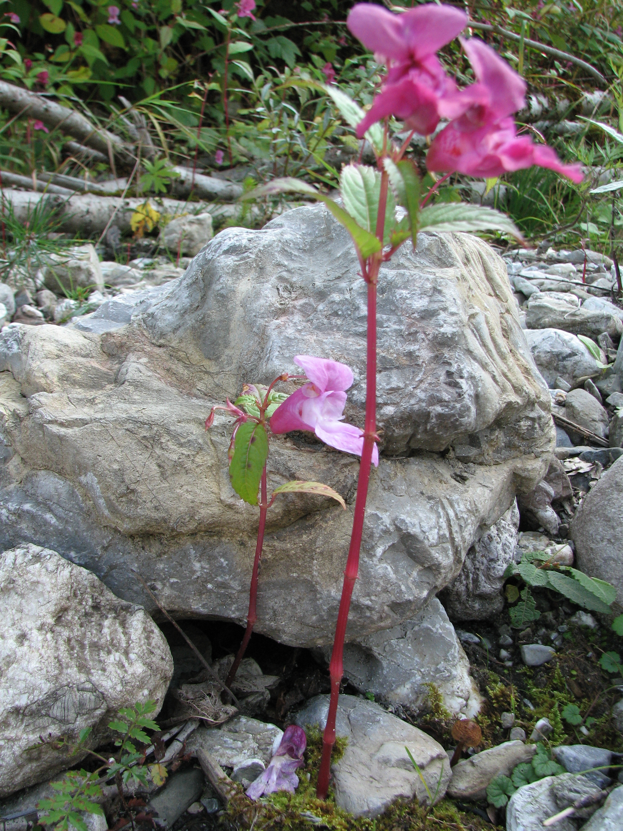 Drüsiges Springkraut