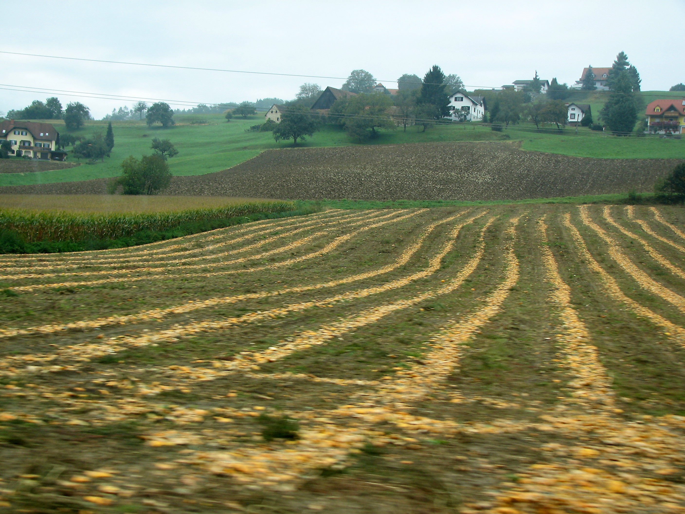 Steirischer Ölkürbis