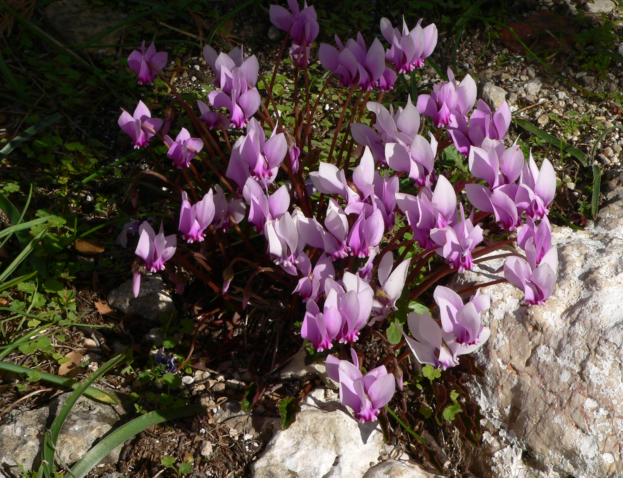 Griechisches Alpenveilchen