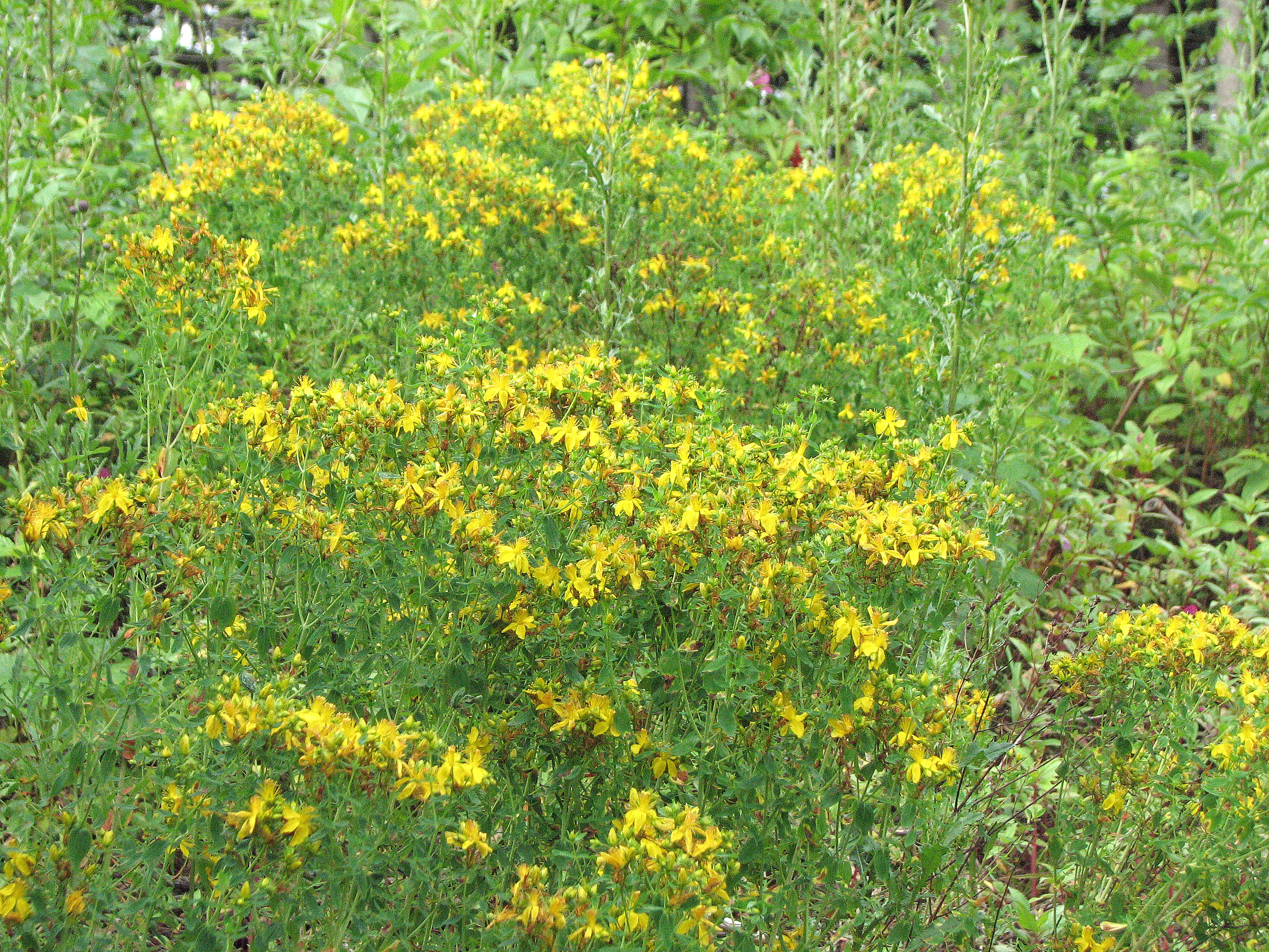 Echtes Johanniskraut