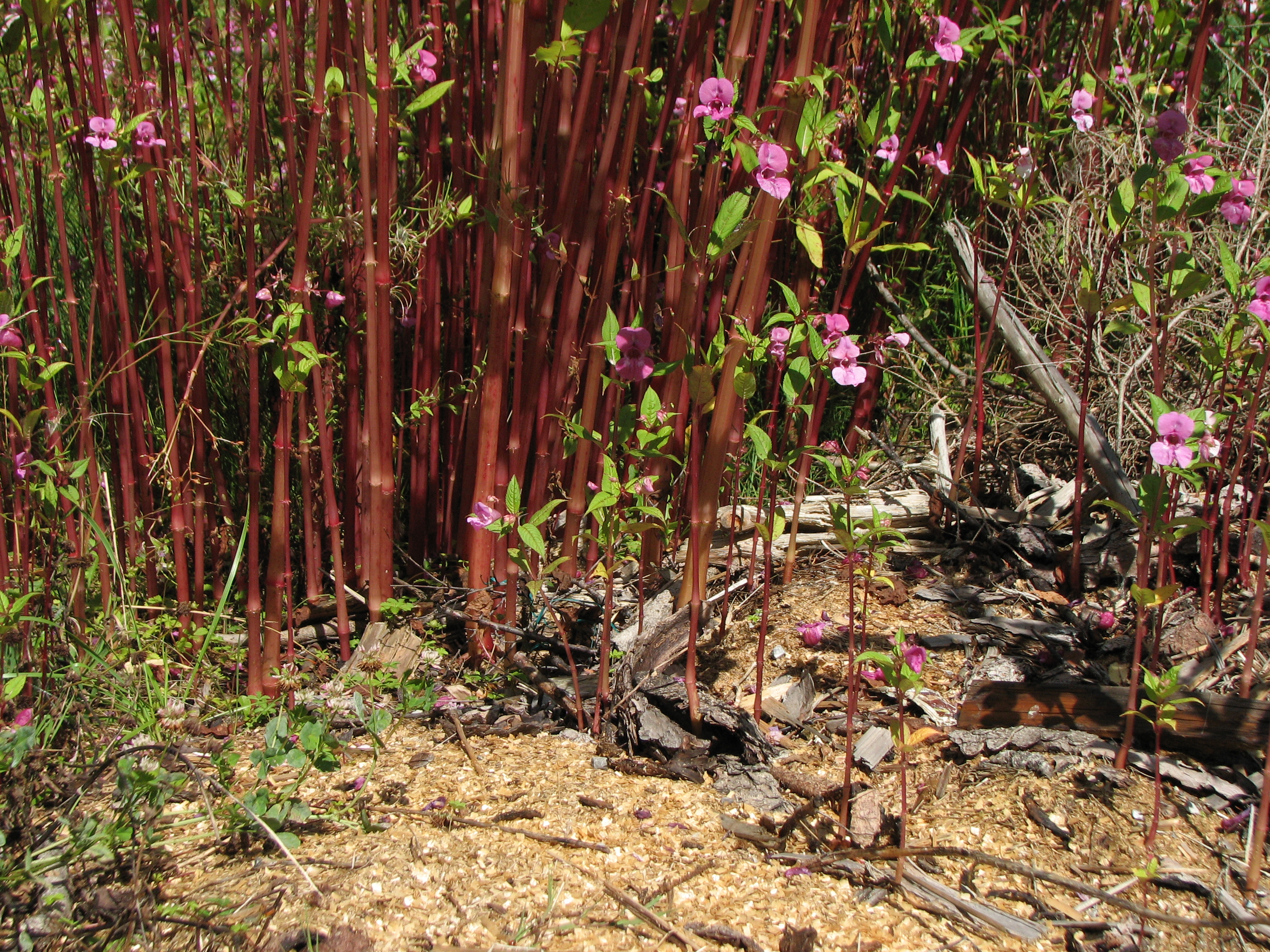 Drüsiges Springkraut