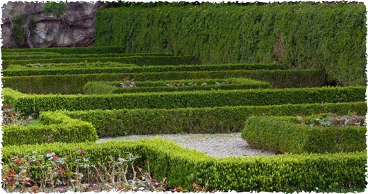 Formierte Hecken schneiden und in Form halten