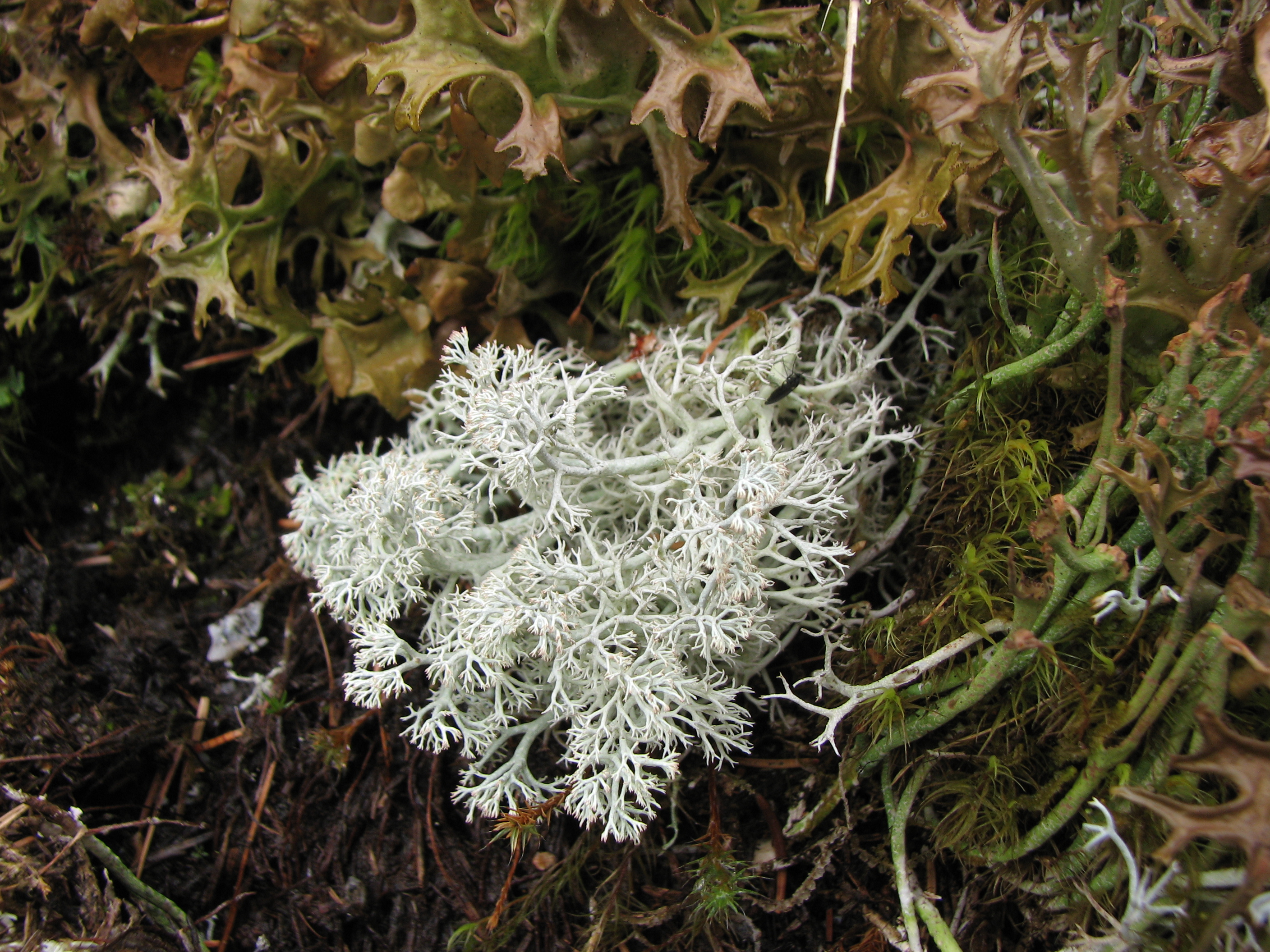 Echte Rentierflechte