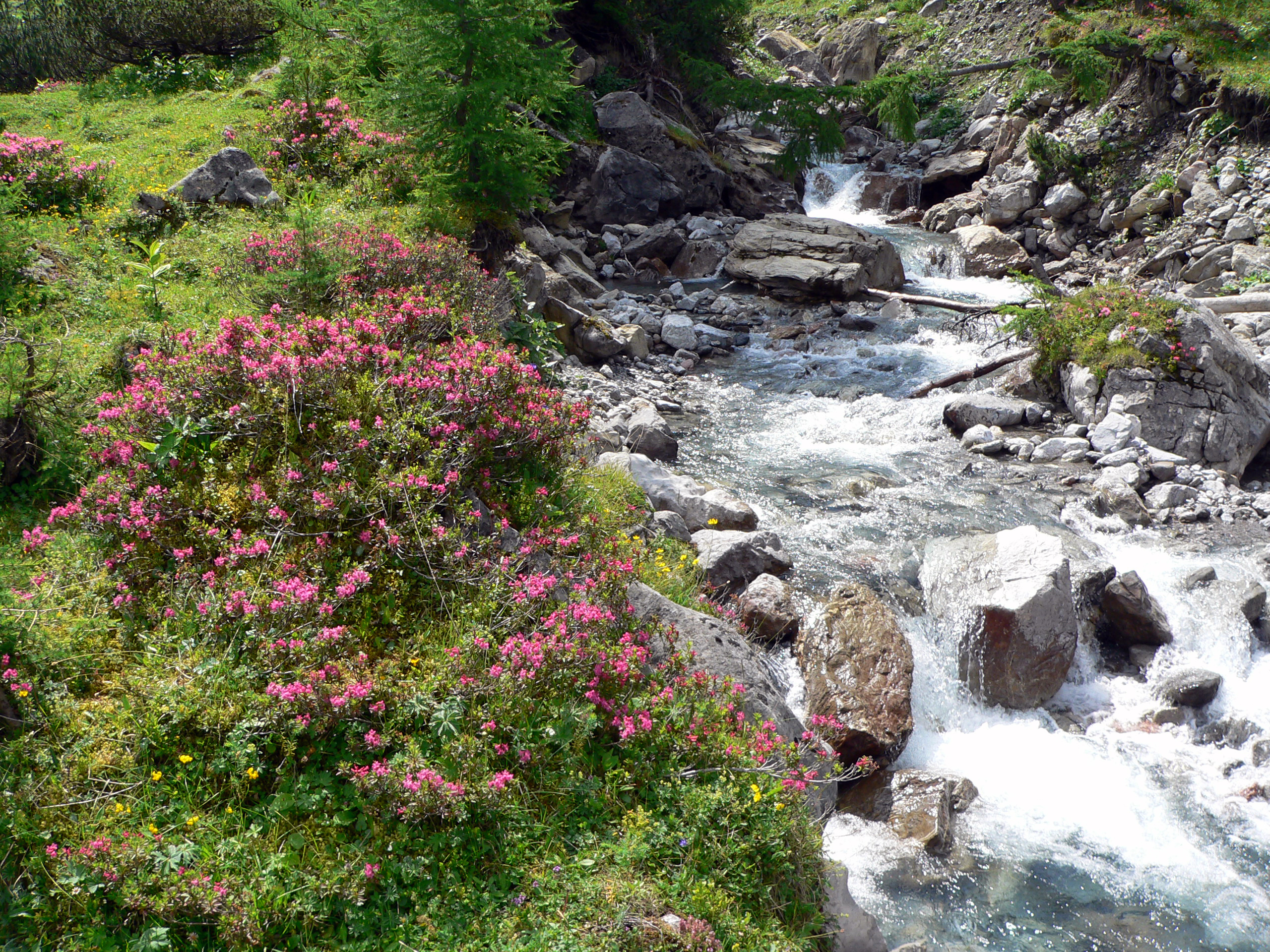 Rostblättrige Alpenrose