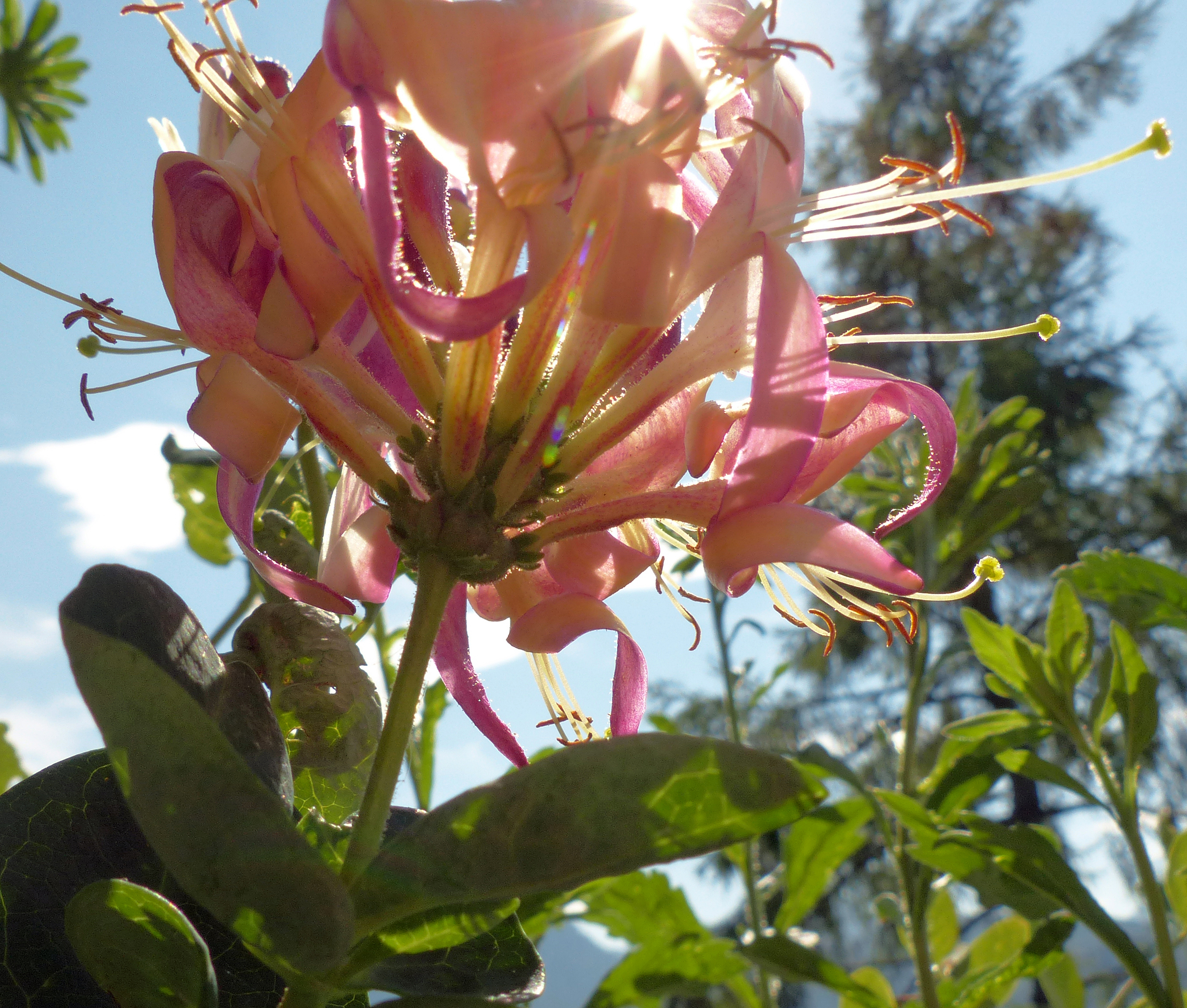 Heckrotts Geißblatt