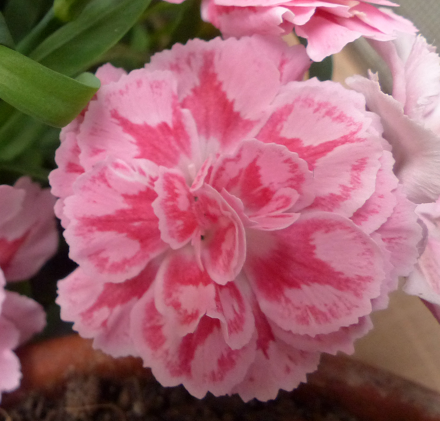 Edelnelke, Gartennelke, Landnelke, Topfnelke