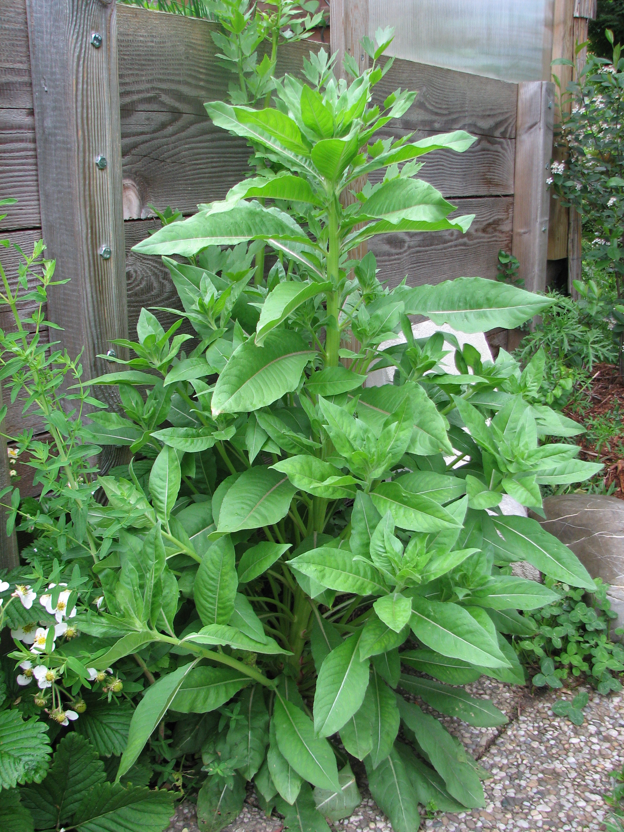 Gewöhnliche Nachtkerze