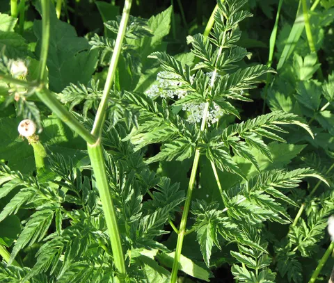 Wiesenkerbel