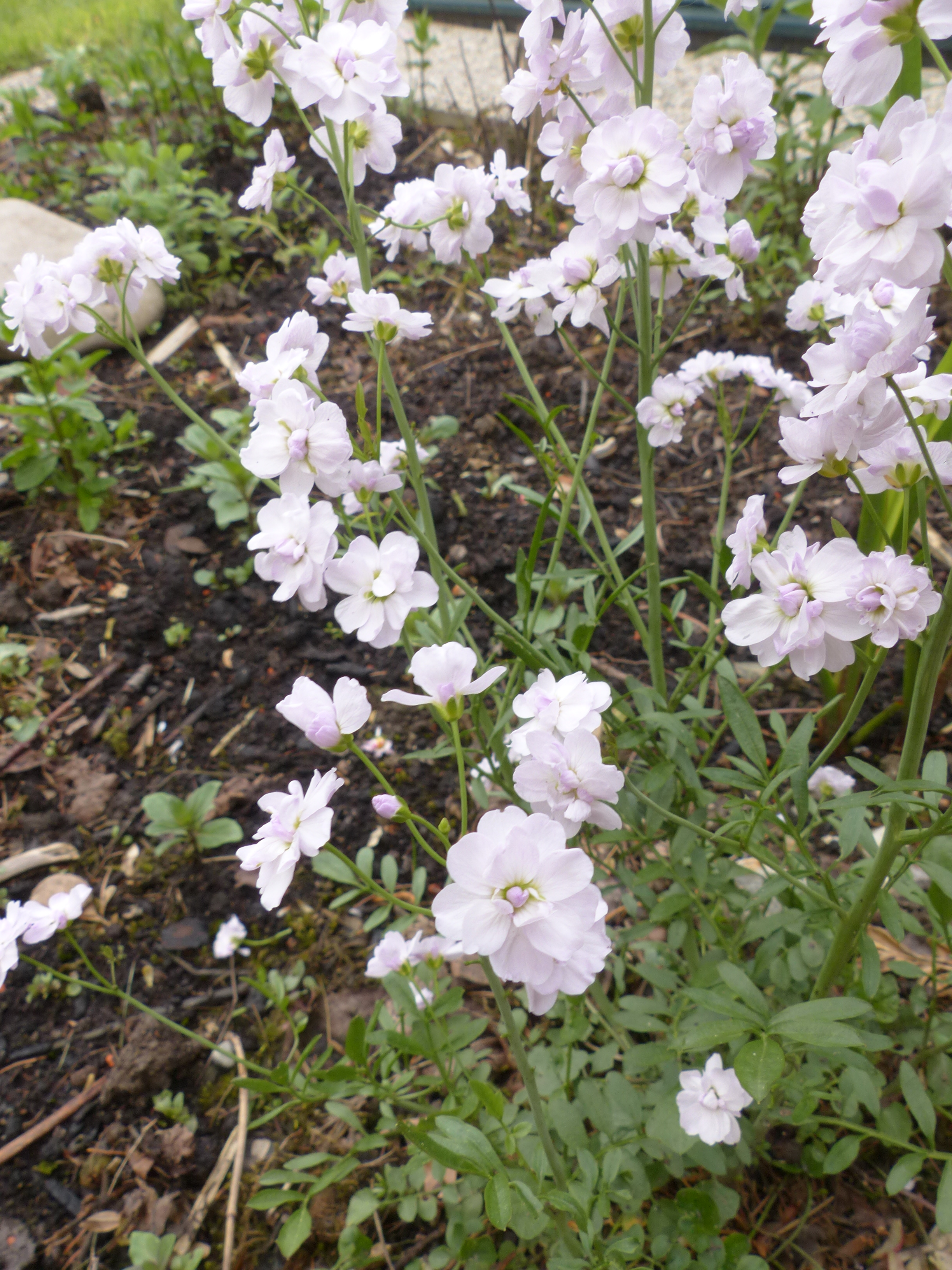 Wiesenschaumkraut