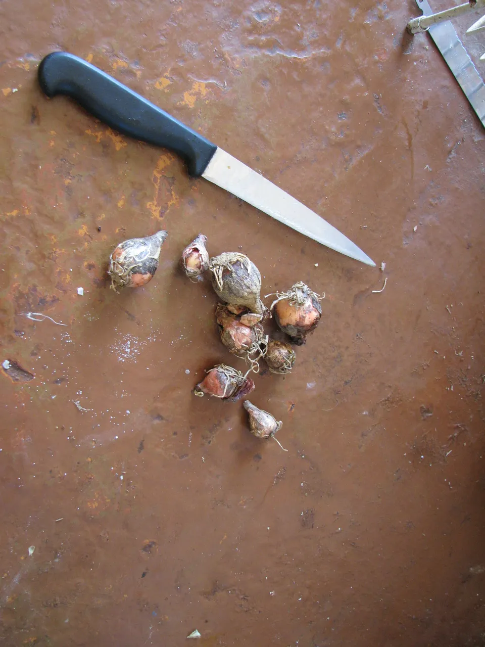 Schopfige Traubenhyazinthe