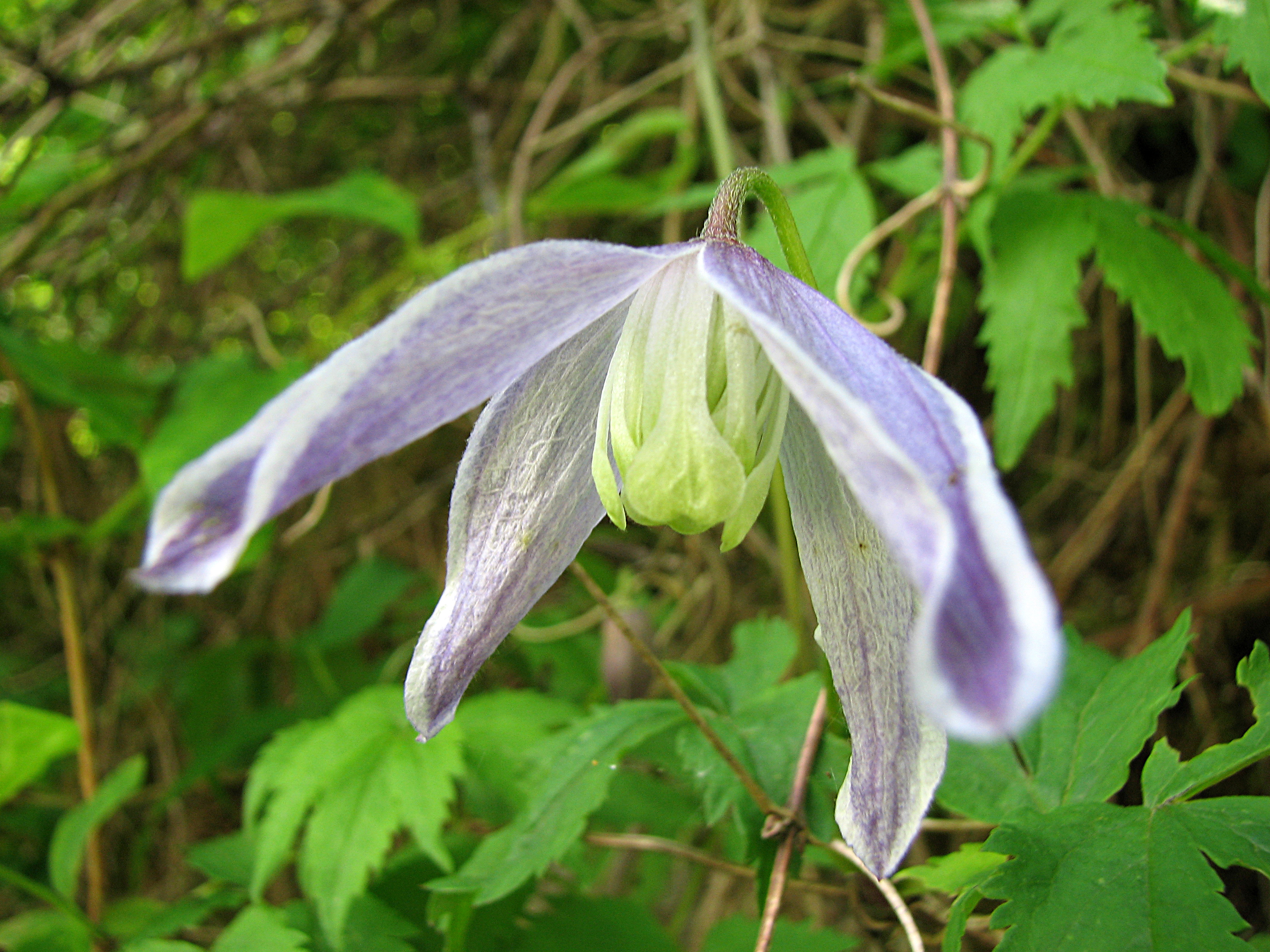 Clematis