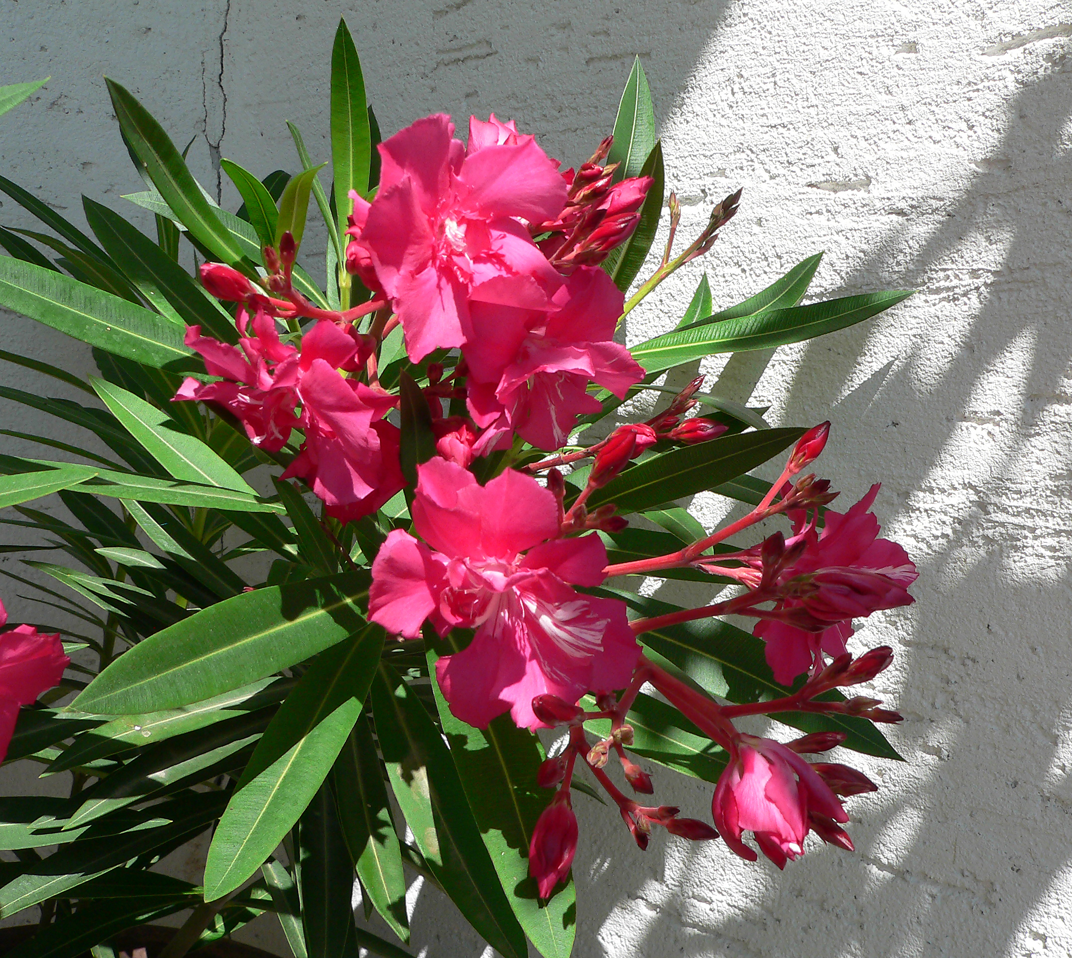 Oleander