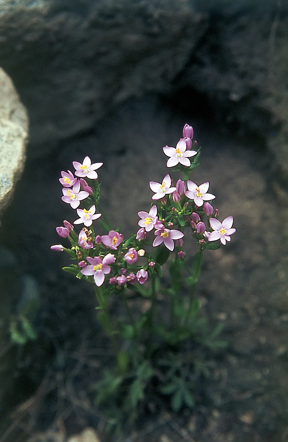 Echtes Tausendgüldenkraut