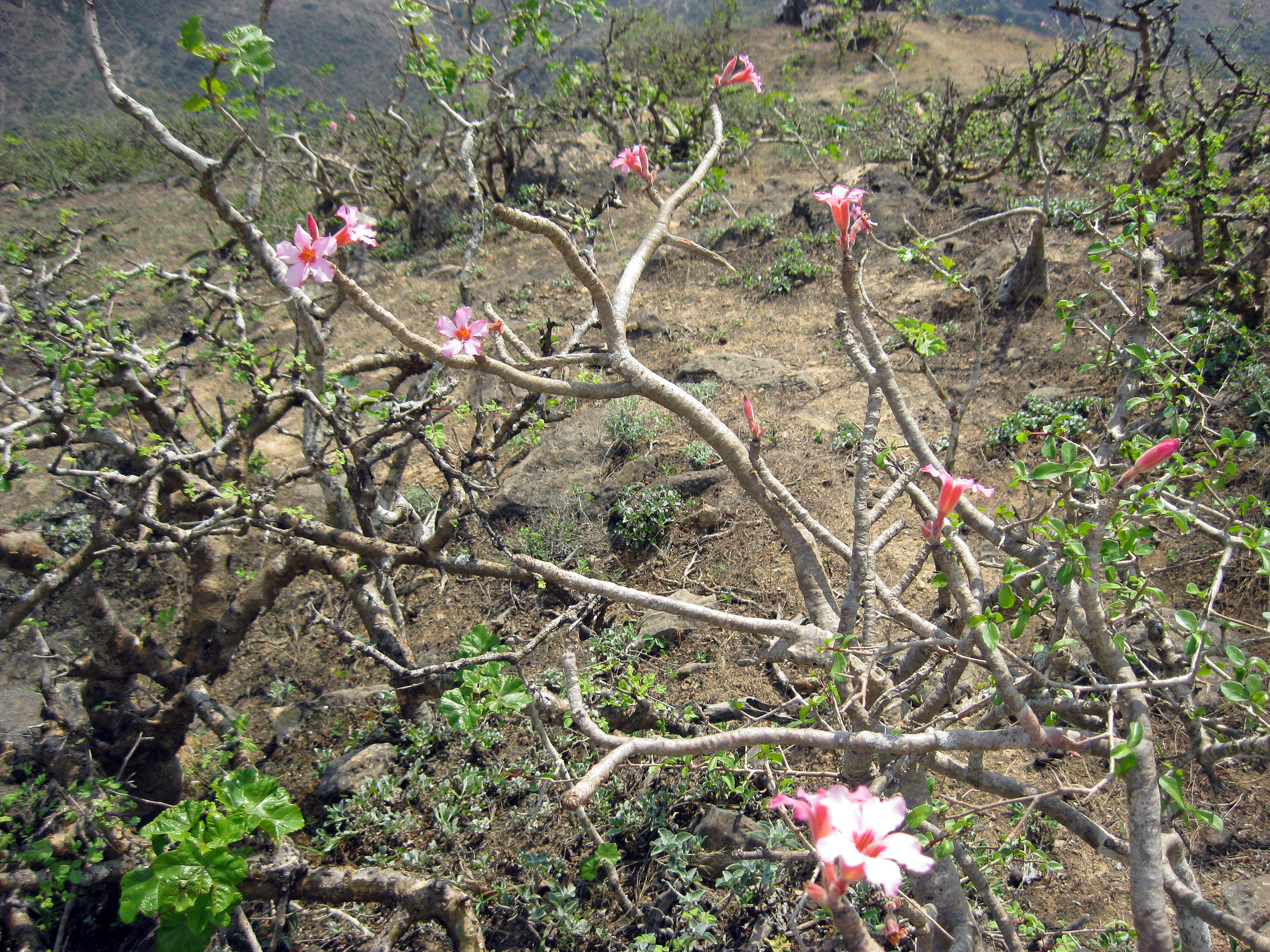 Adenium