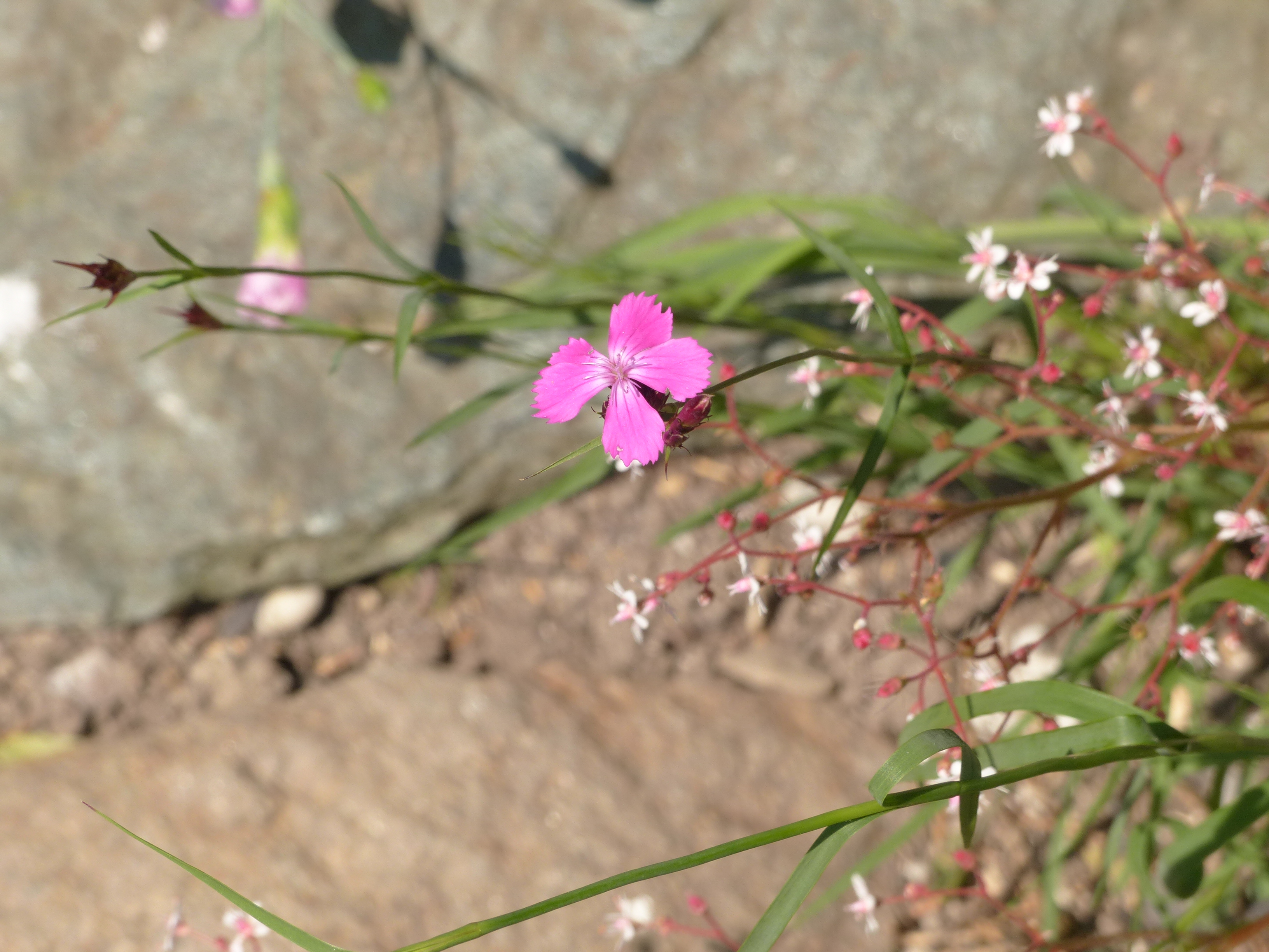 Gewöhnliche Kartäusernelke