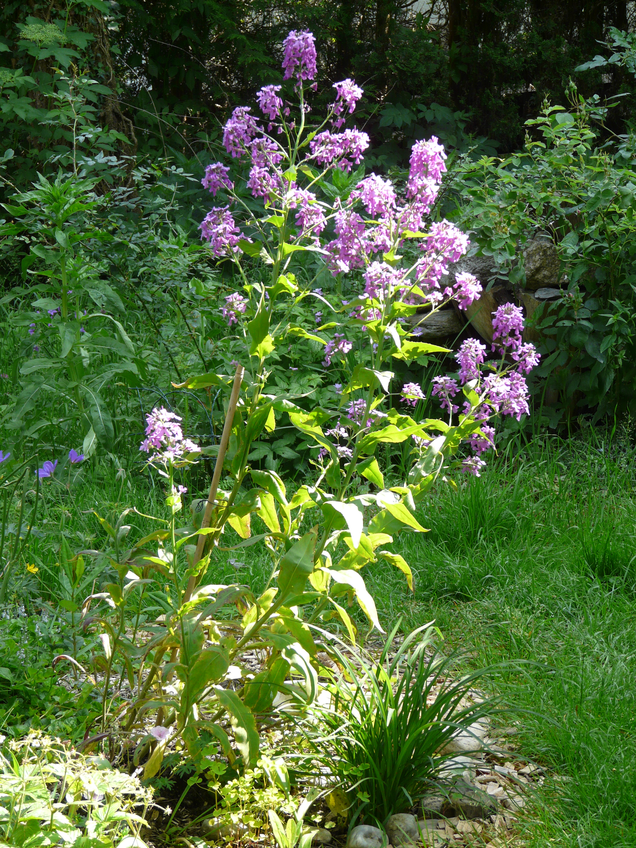 Gewöhnliche Nachtviole
