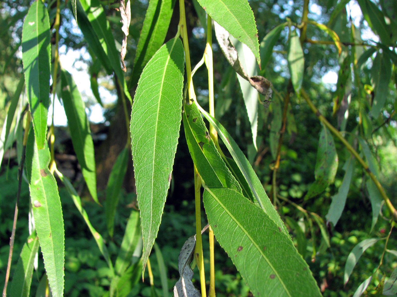 Silberweide - Kopfweide