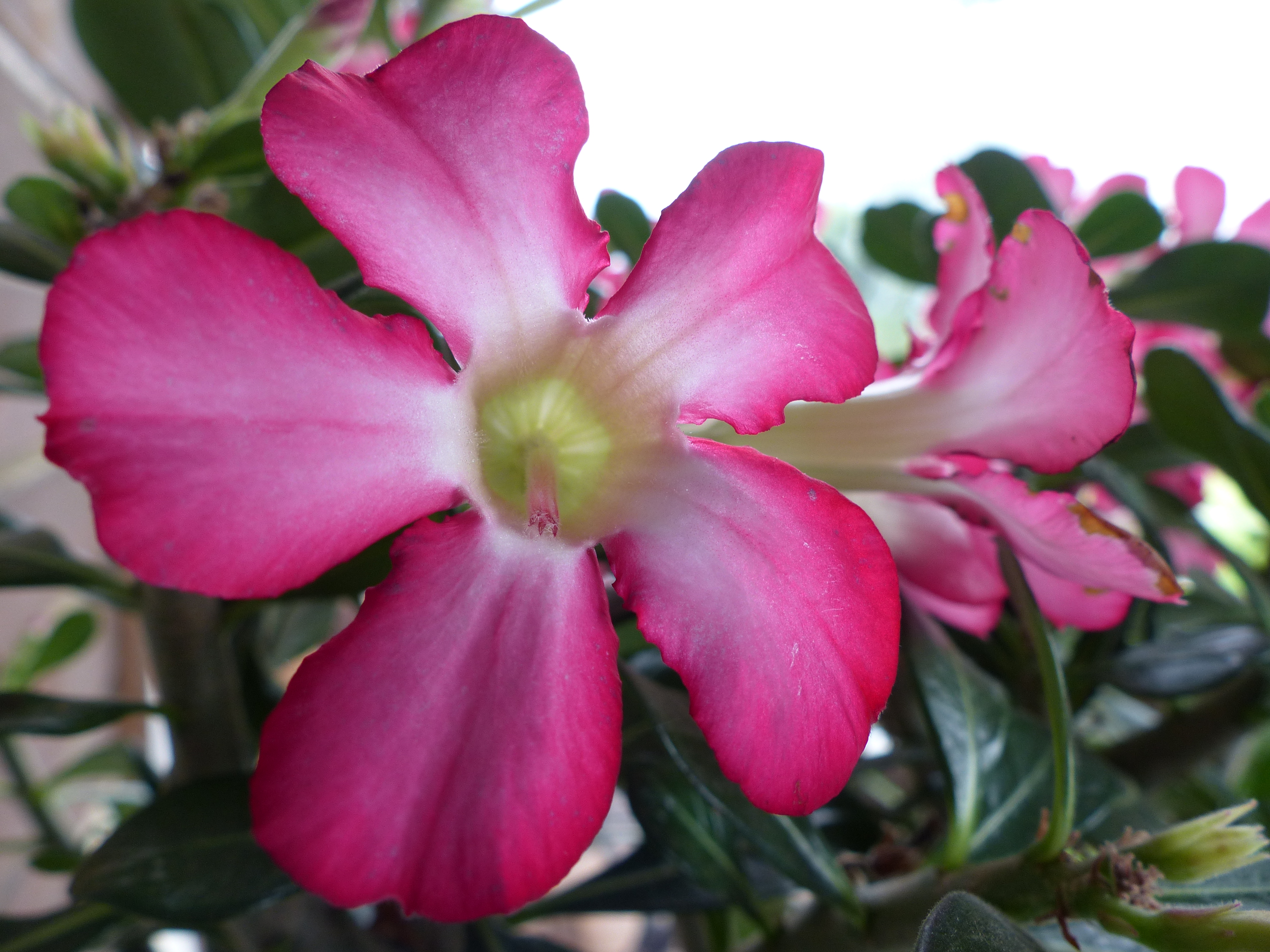 Adenium