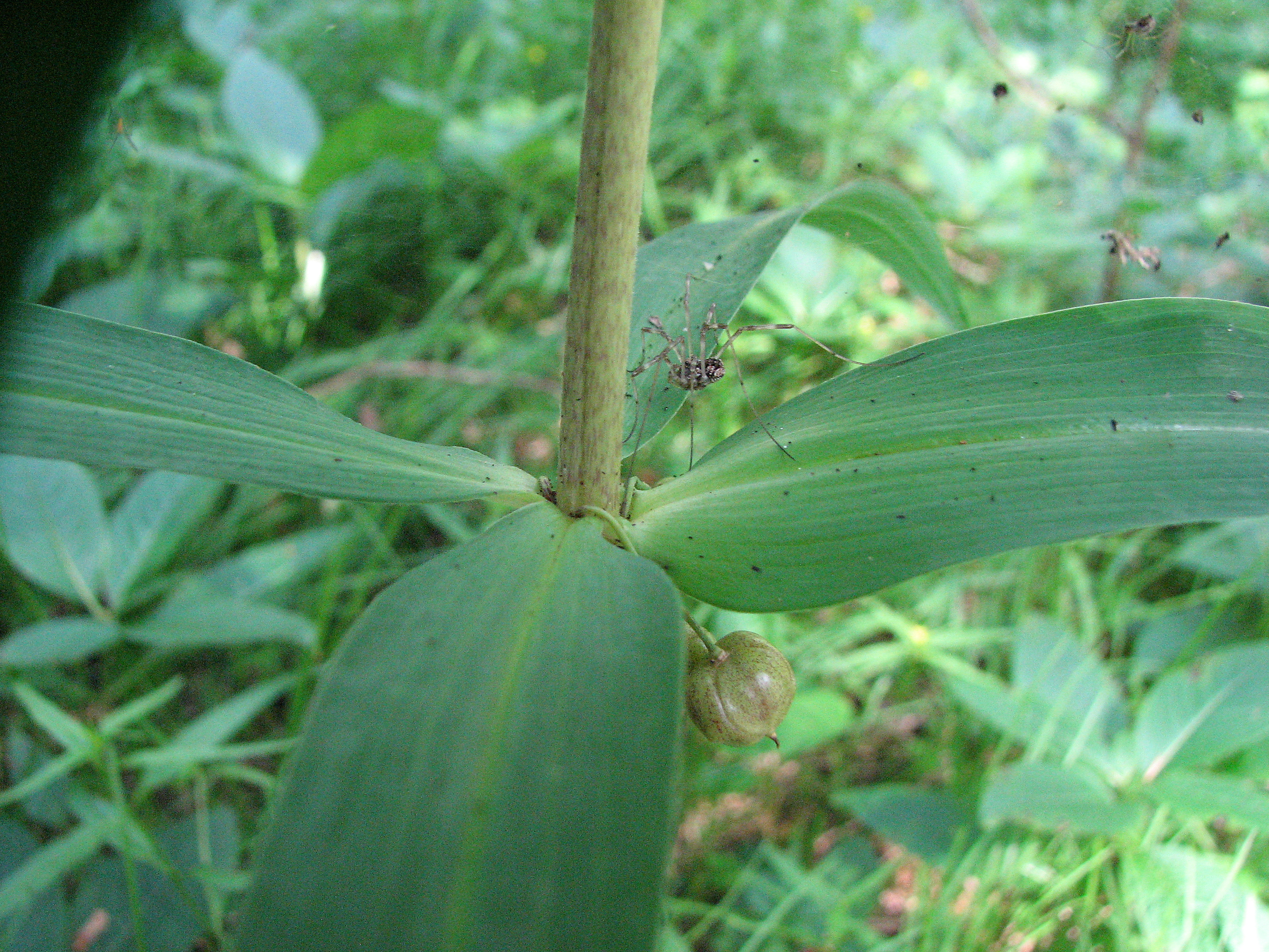 Quirlblättrige Weißwurz