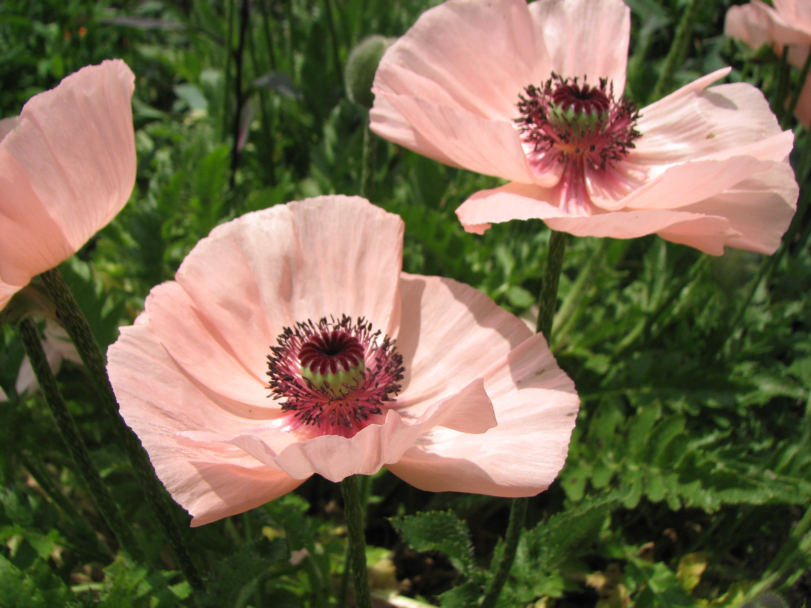 Türkischer Mohn