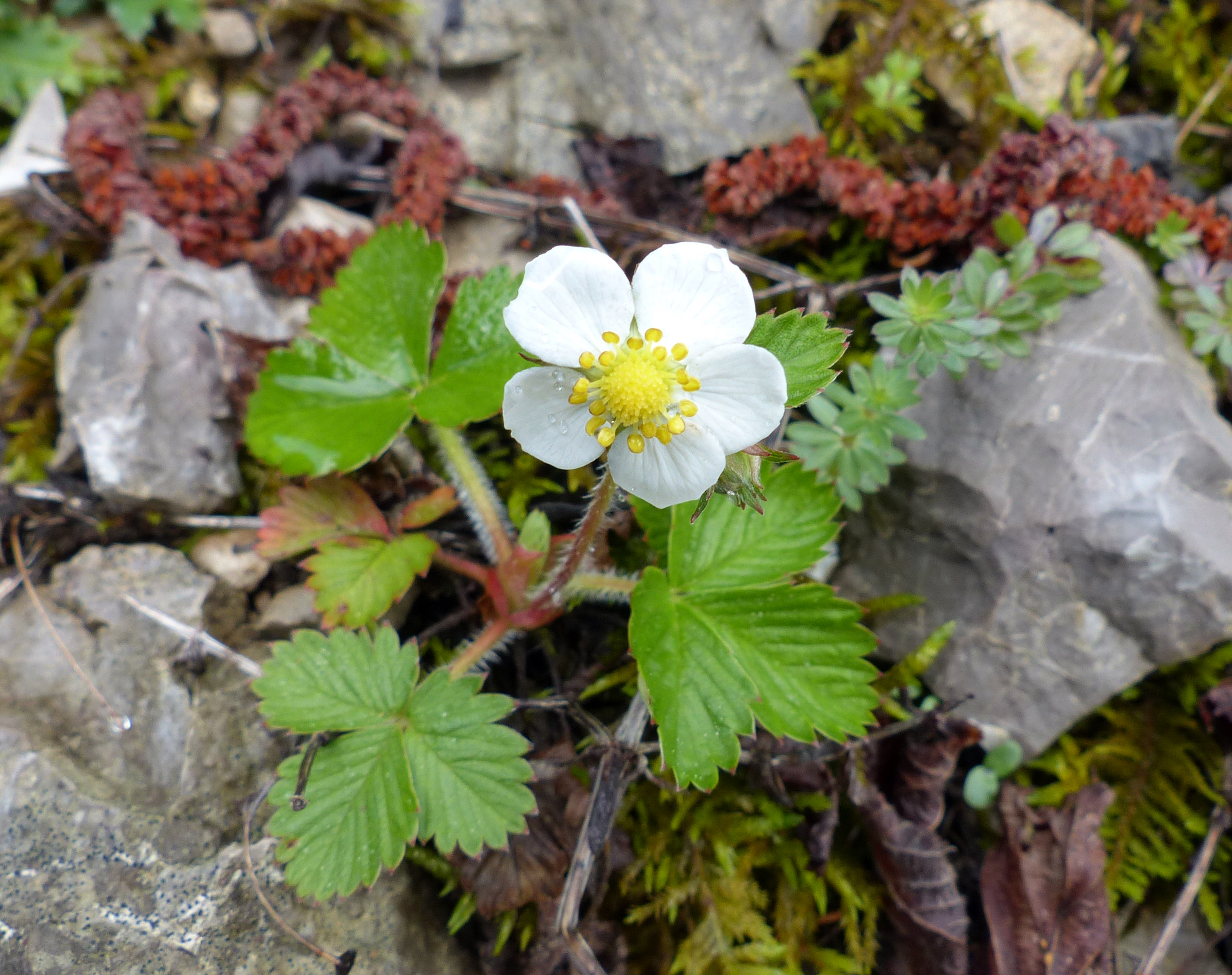 Walderdbeere