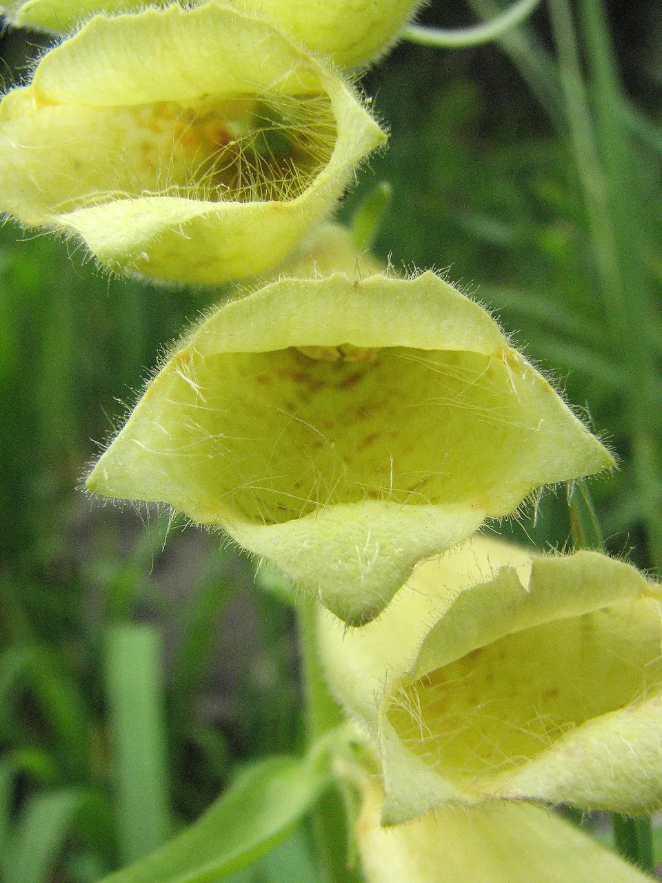 Großblütiger Fingerhut