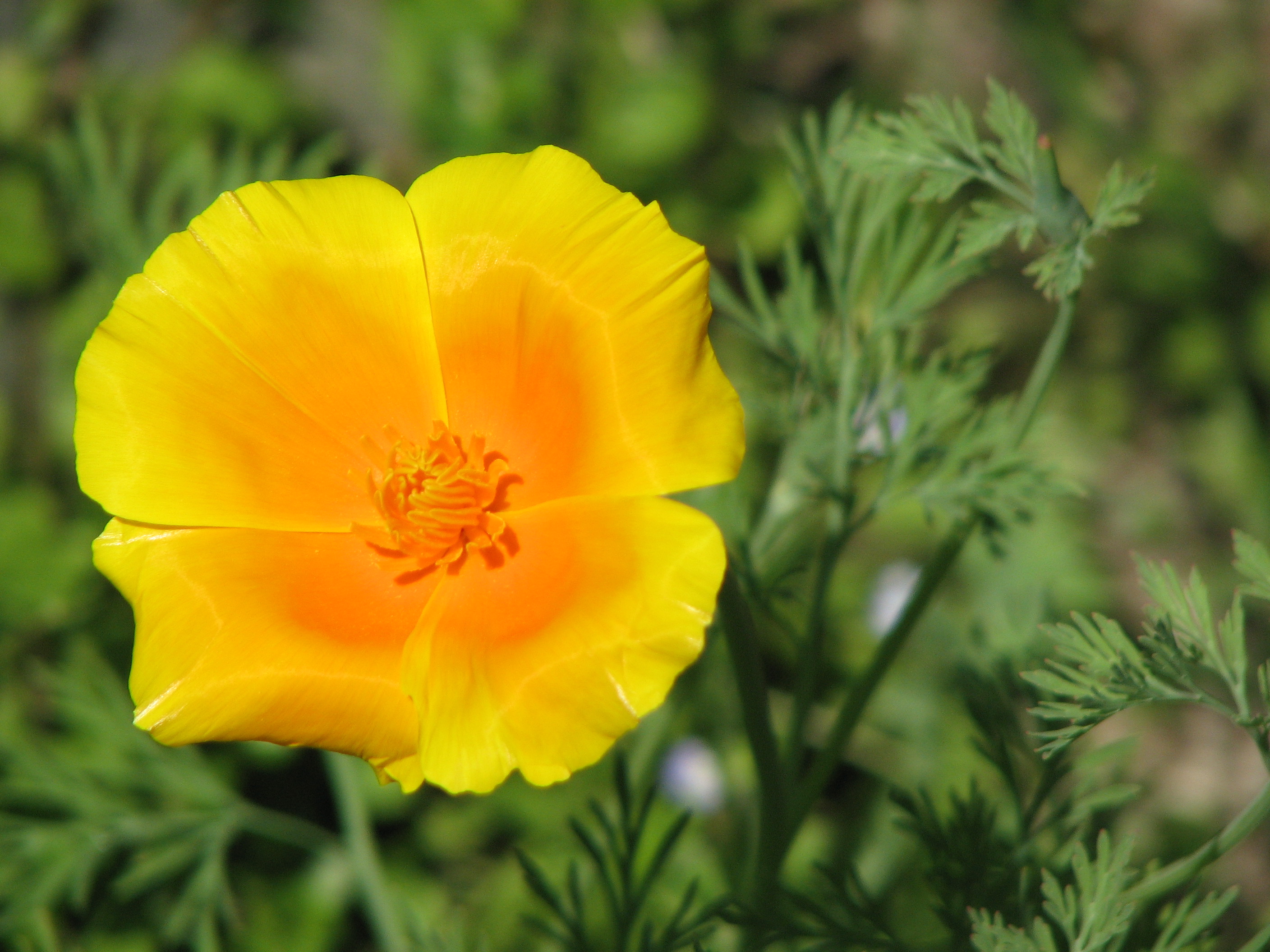 Goldmohn