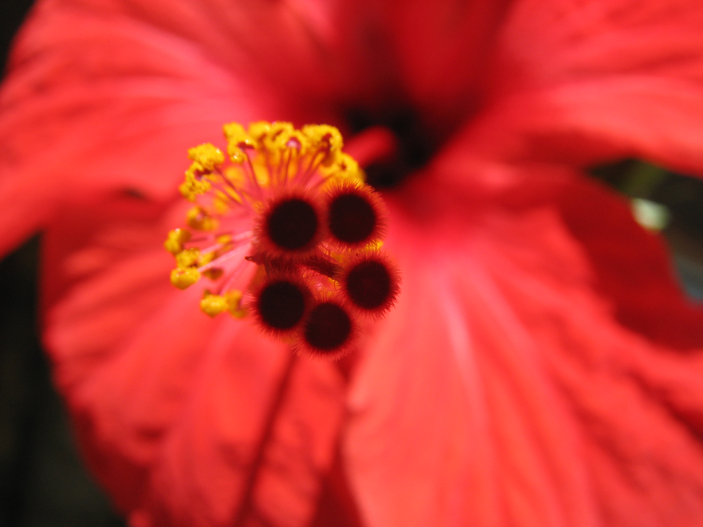 Hibiskus