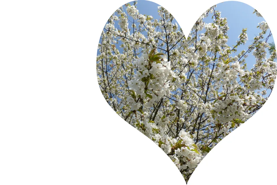 Barbarazweige schneiden