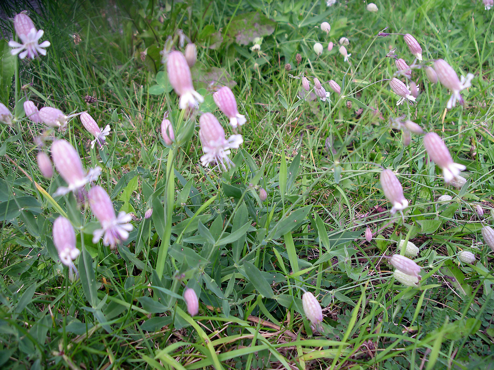 Taubenkropfleimkraut