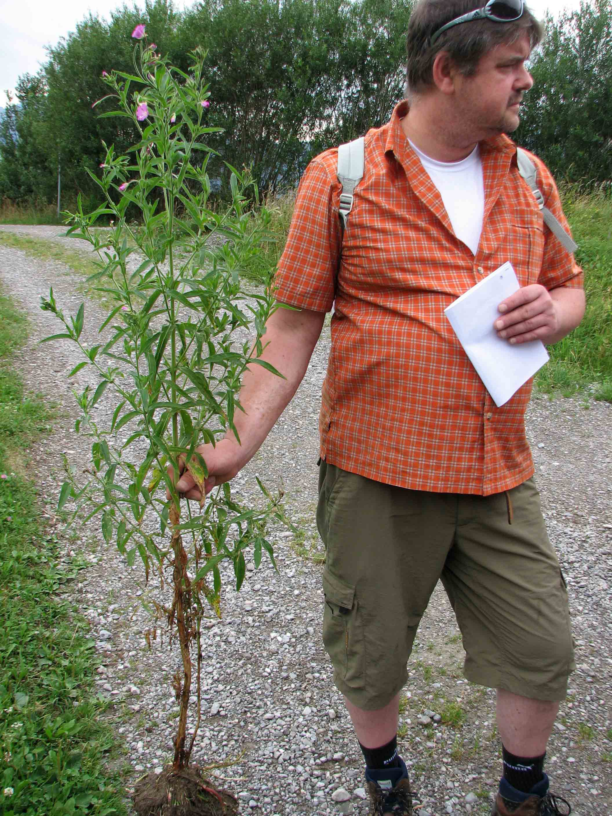 Zottiges Weidenröschen